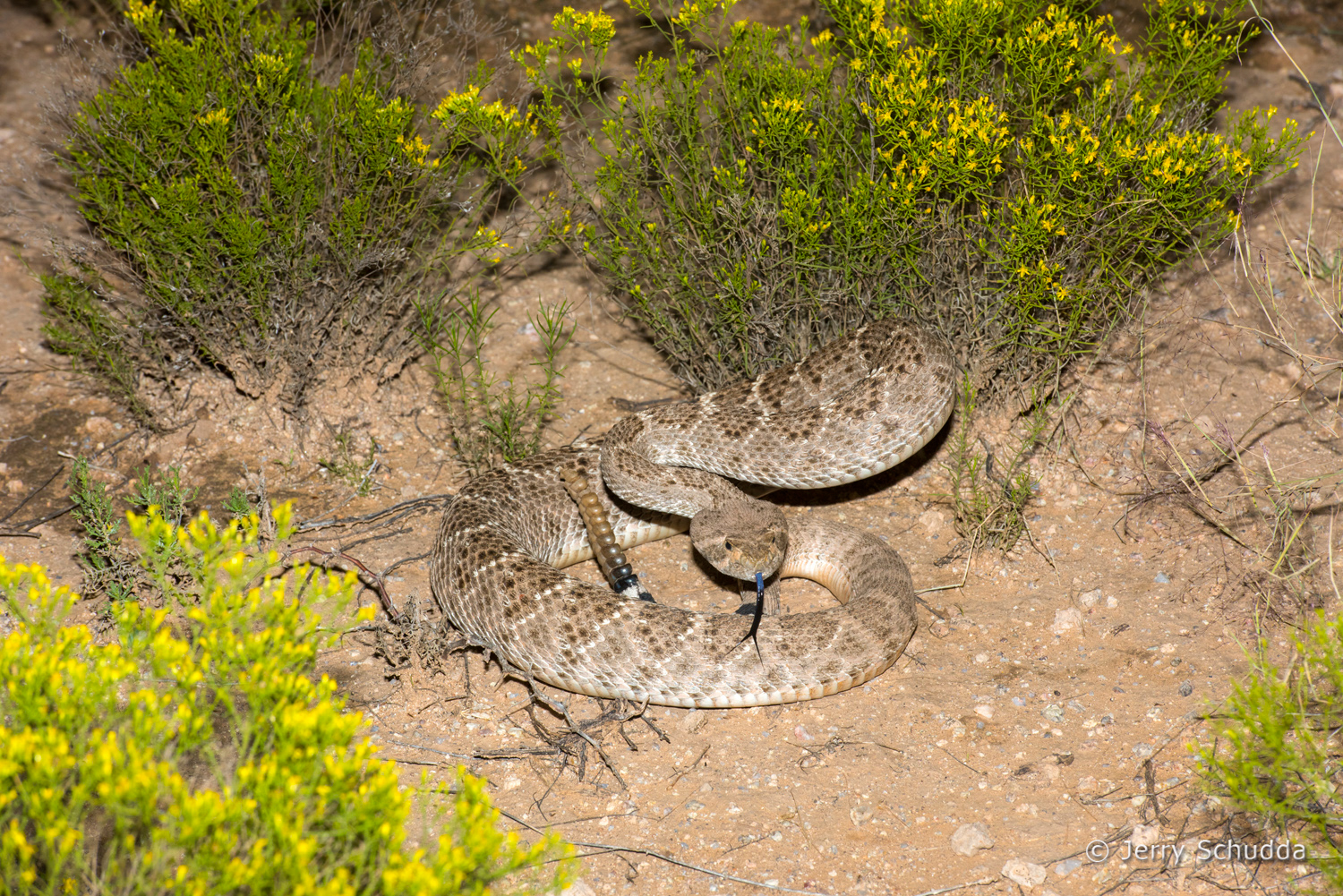 Western Diamondback Rattlesnake 17         