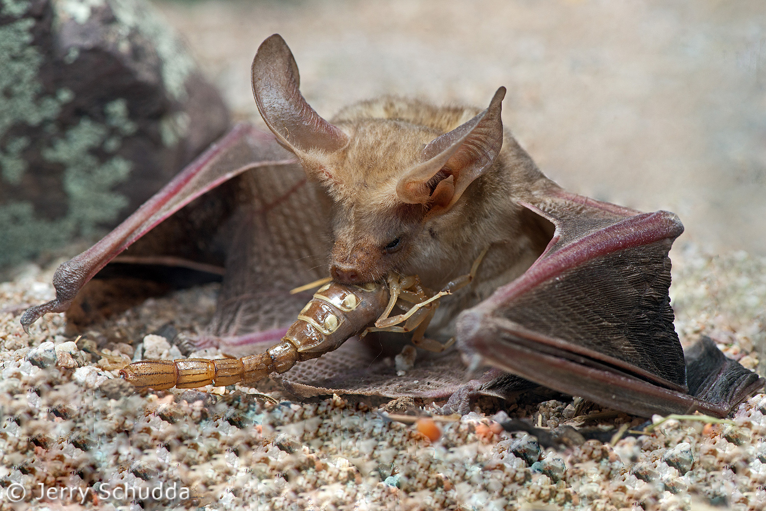 Pallid Bat feeding on Devil Scorpion 6      