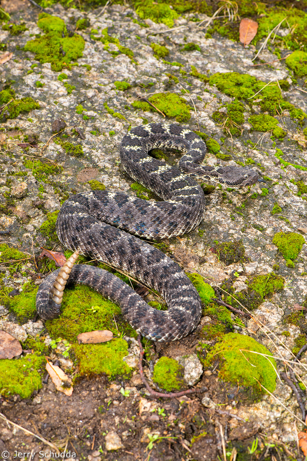 Arizona Black Rattlesnake          