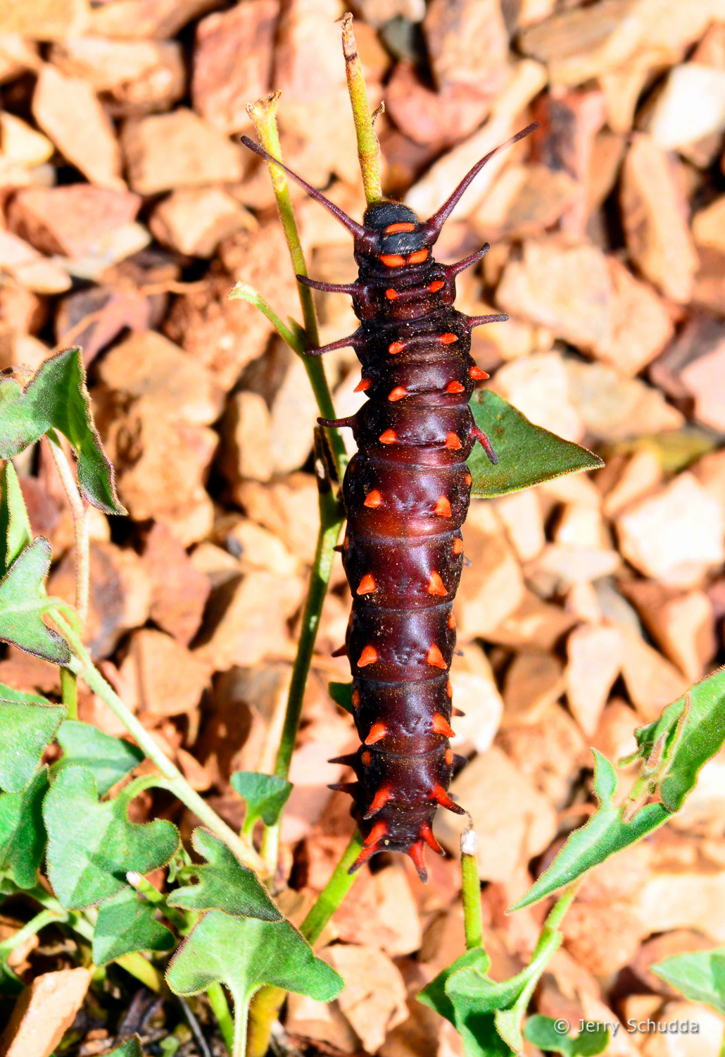 Pipevine Swallowtail Caterpillar on host plant Pipevine      