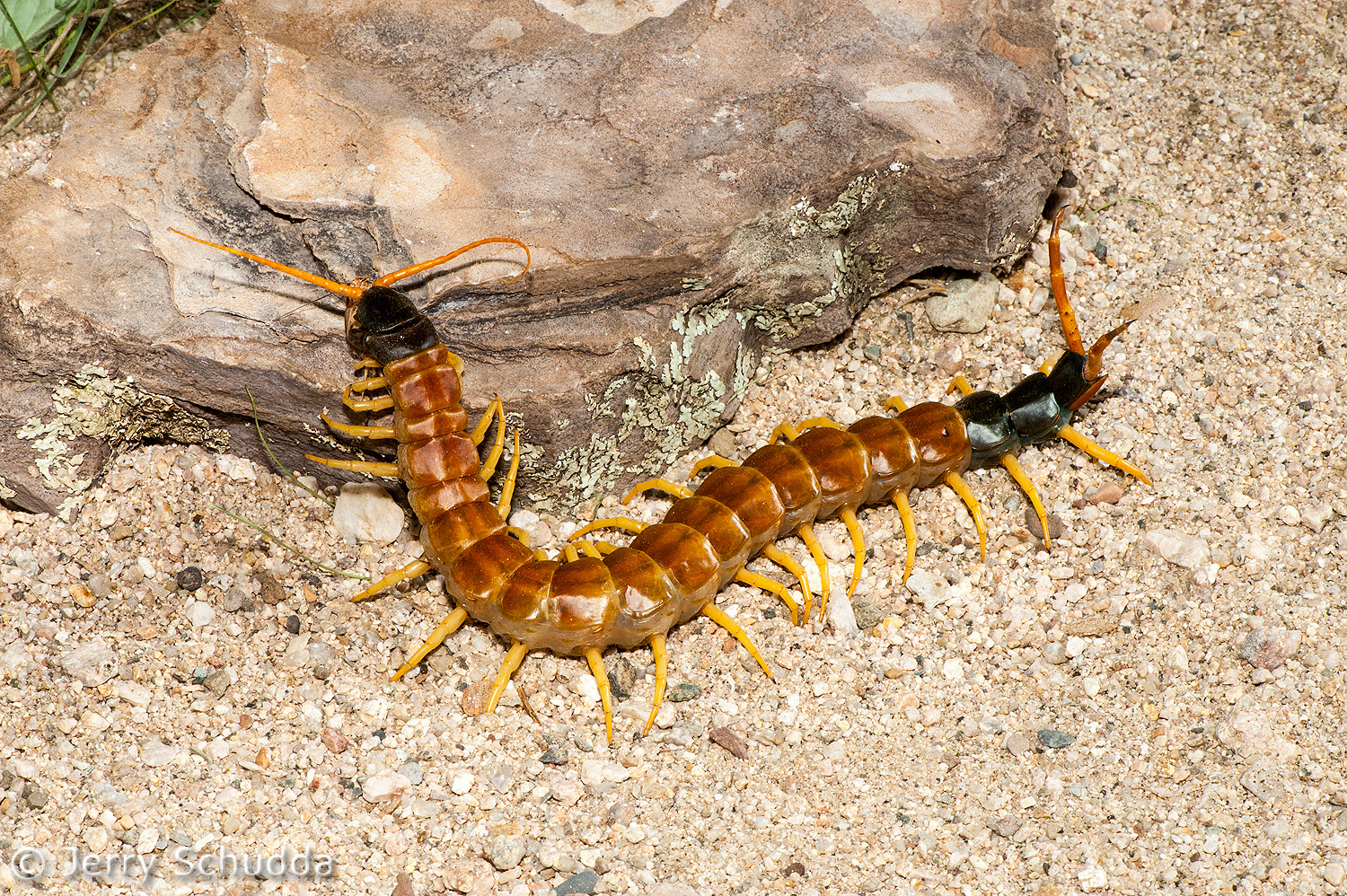 Giant Desert Centipede          