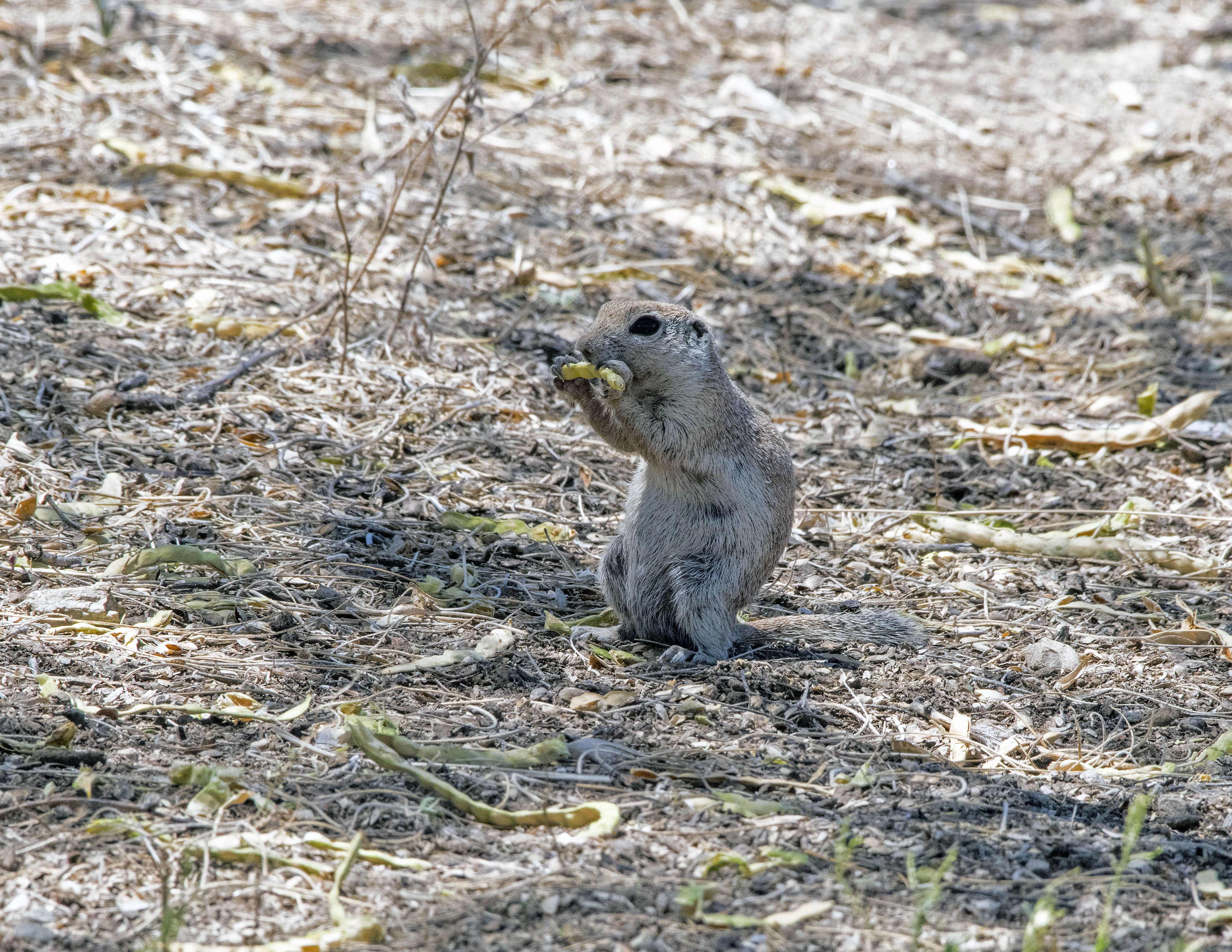 Round-tailed Ground Squirrel 4         