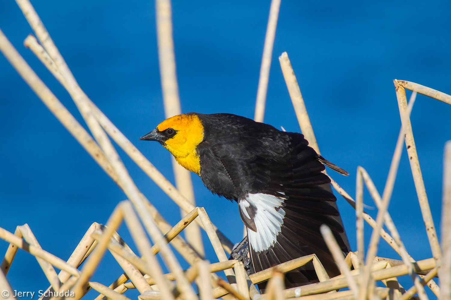Yellow-headed Blackbird           