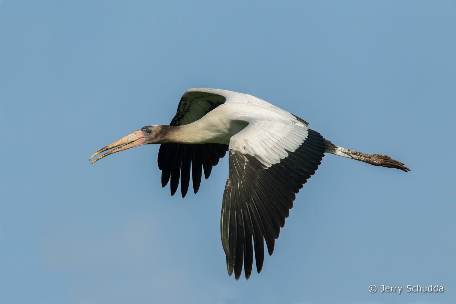 Wood Stork 5          