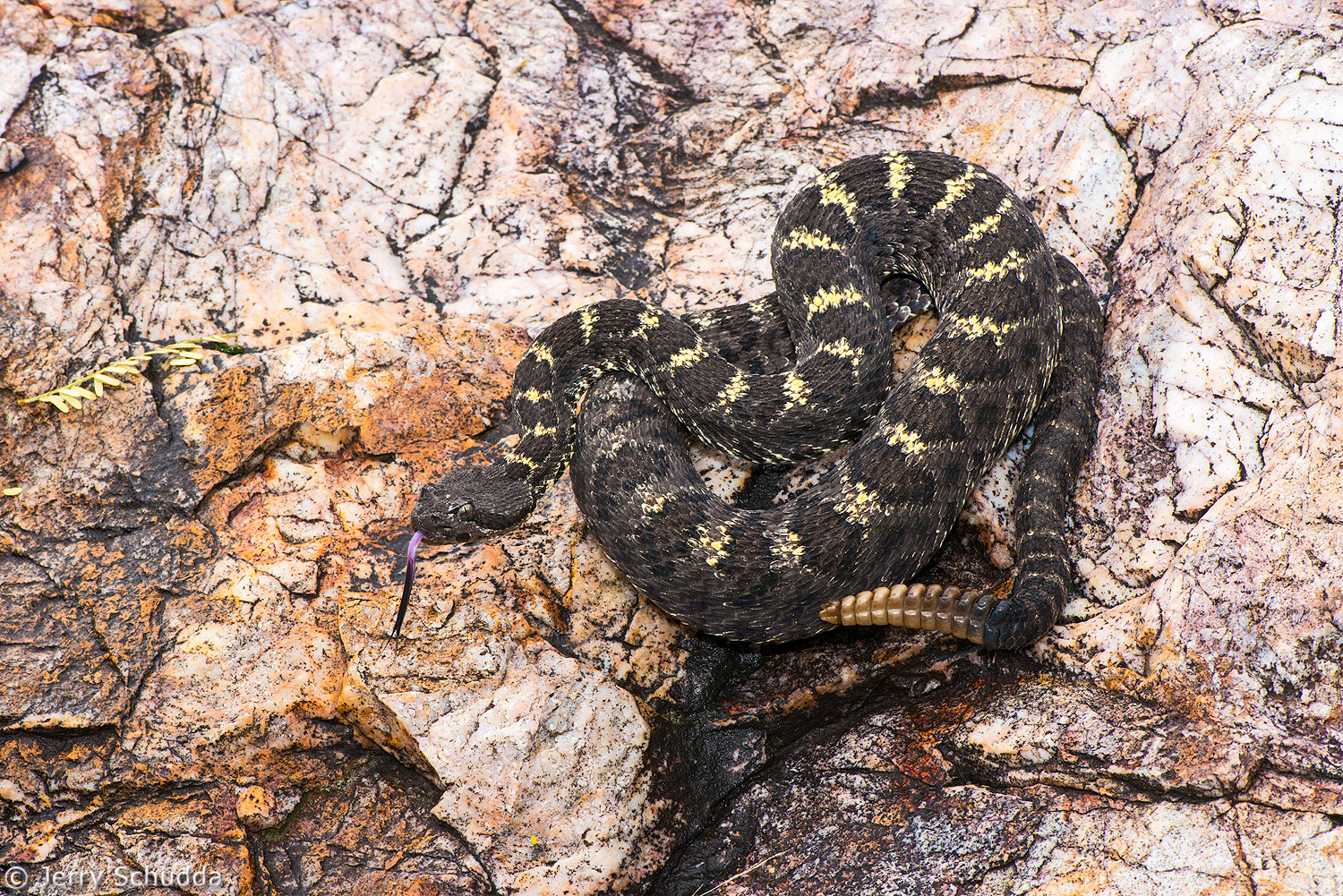 Arizona Black Rattlesnake 2         
