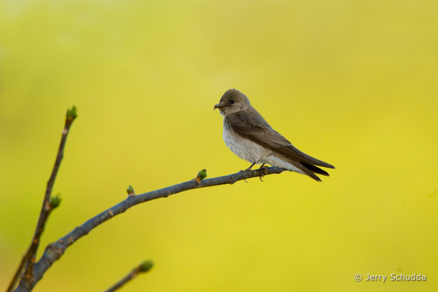 Northern Rough-winged Swallow          