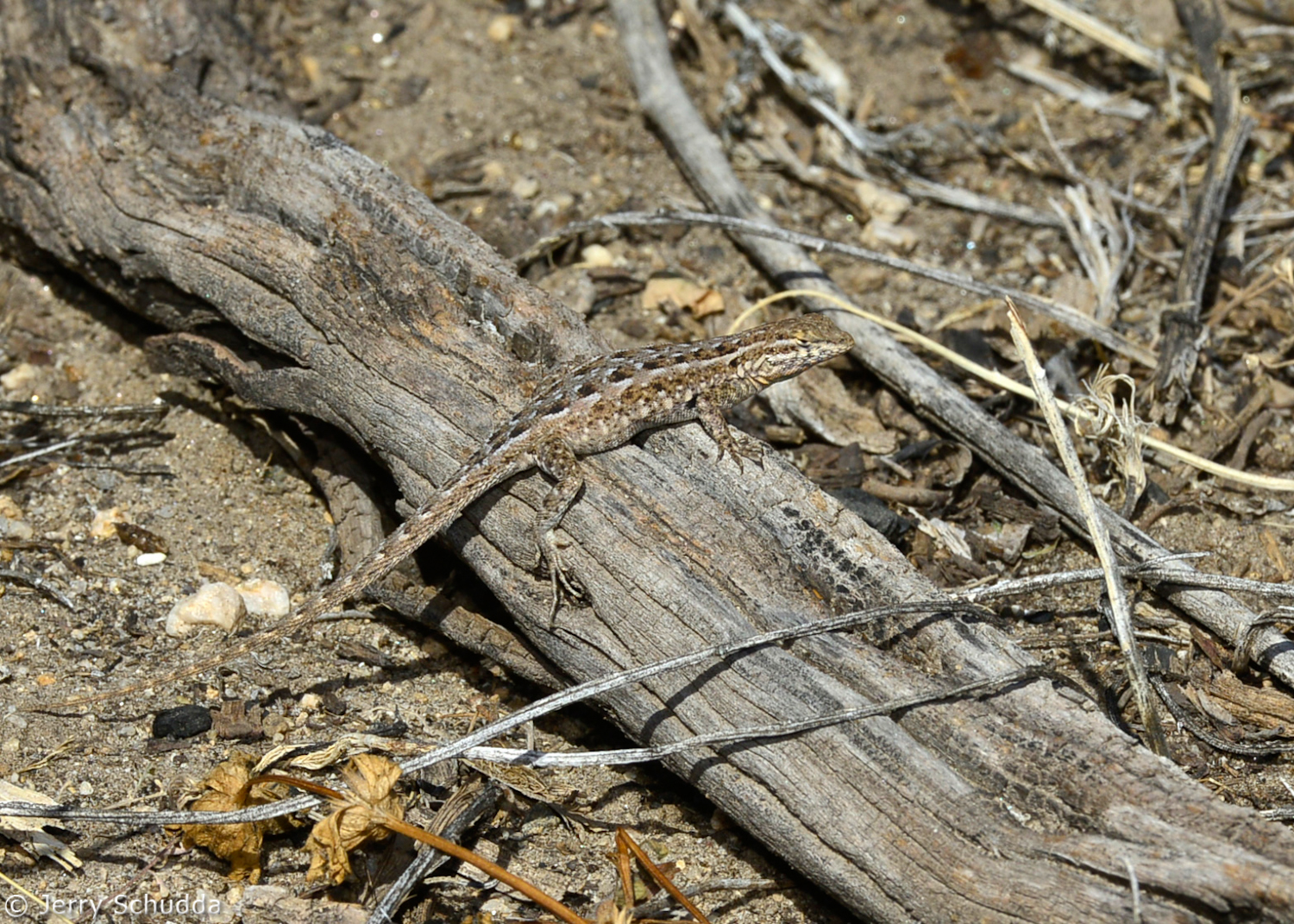 Side-blotched Lizard           