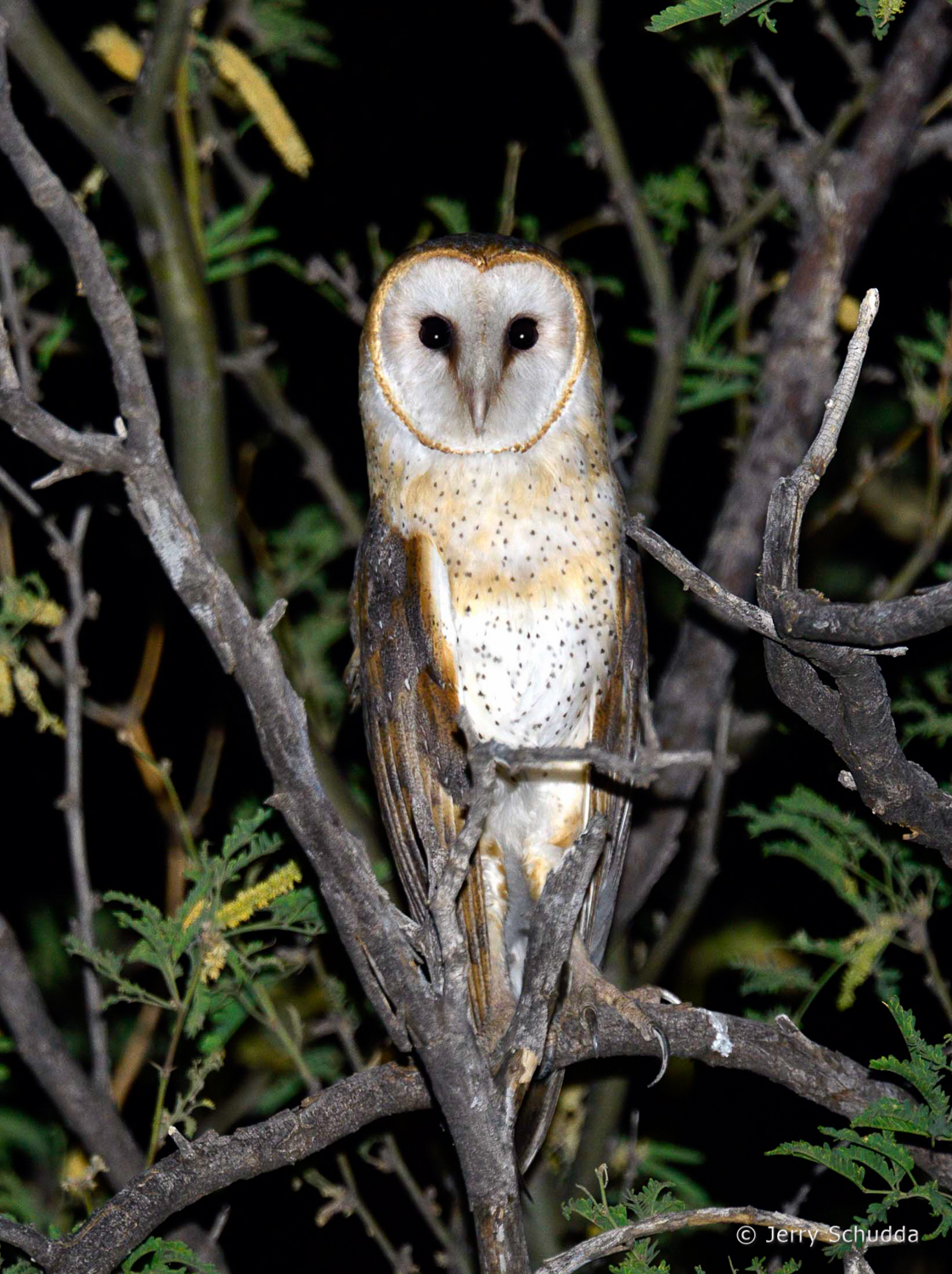 Barn Owl 5          