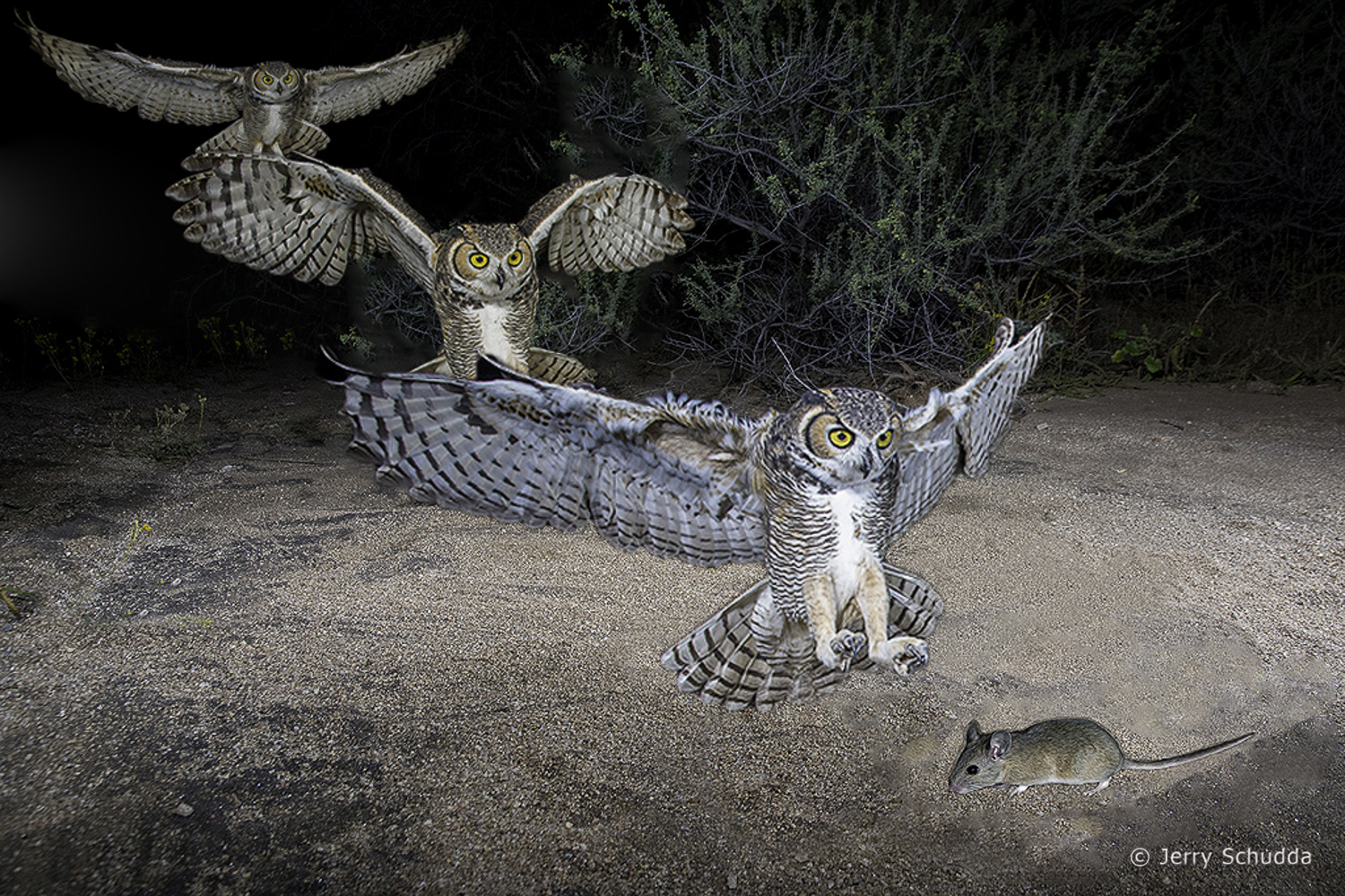 Great Horned Owl attack 6        