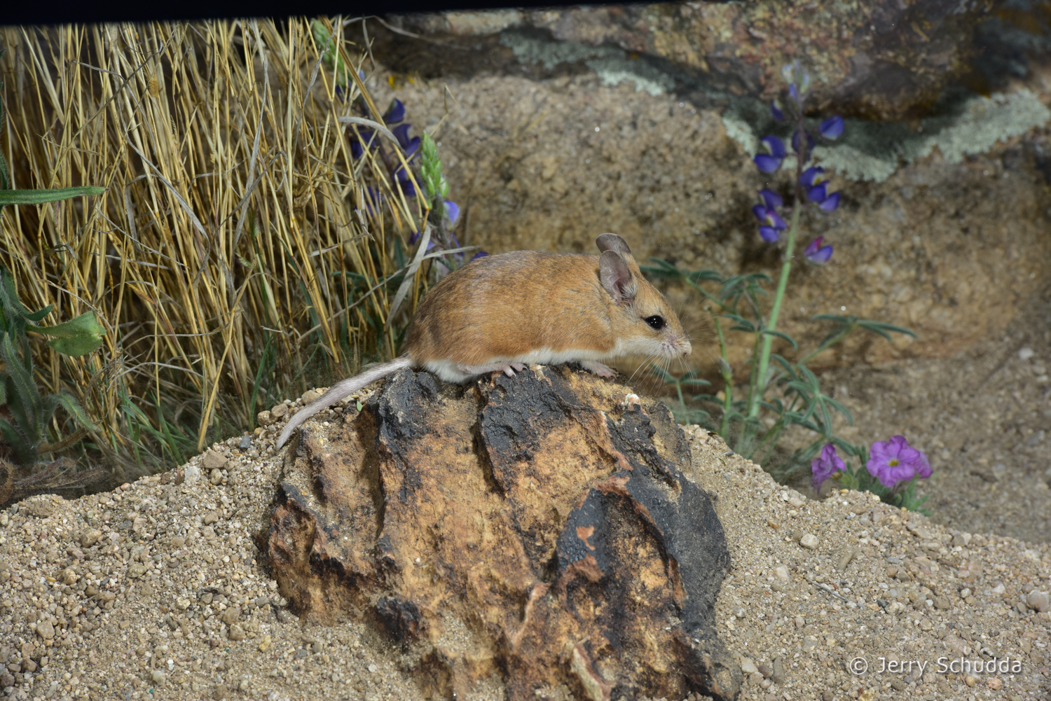 Northern Grasshopper Mouse 1         