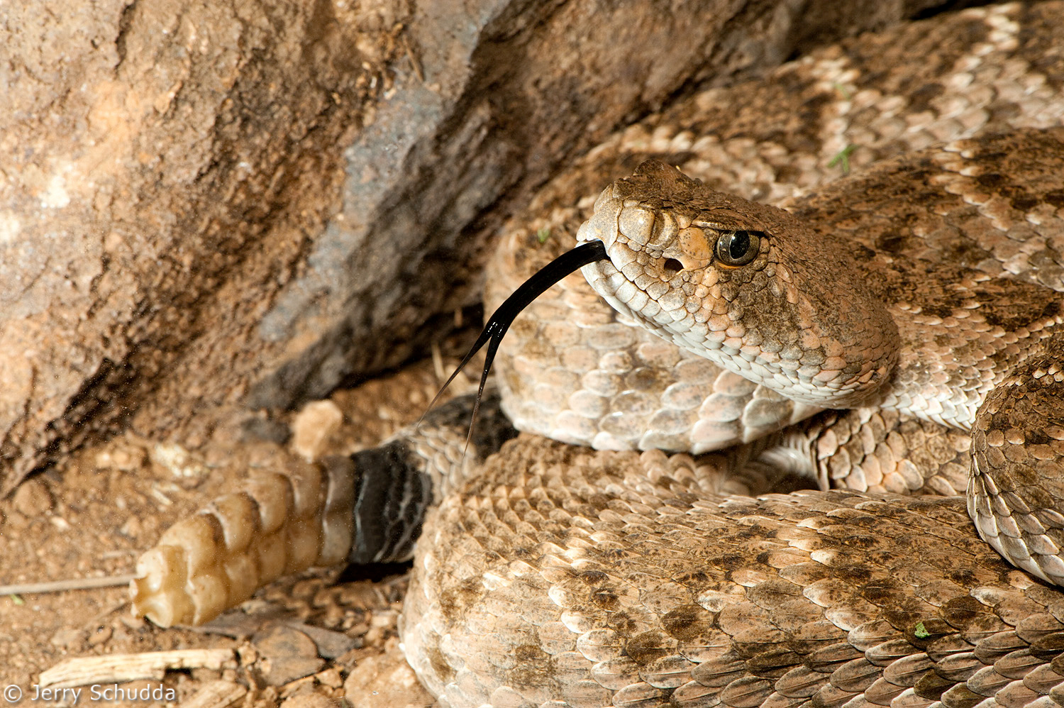 Western Diamondback Rattlesnake          