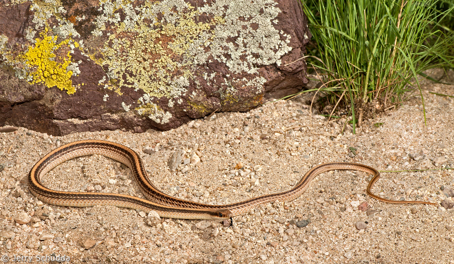 Western Patch-nosed Snake          