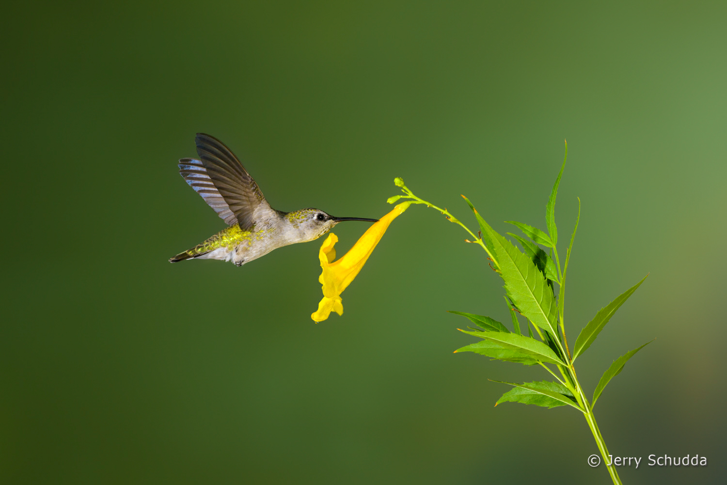Costa's Hummingbird  4         