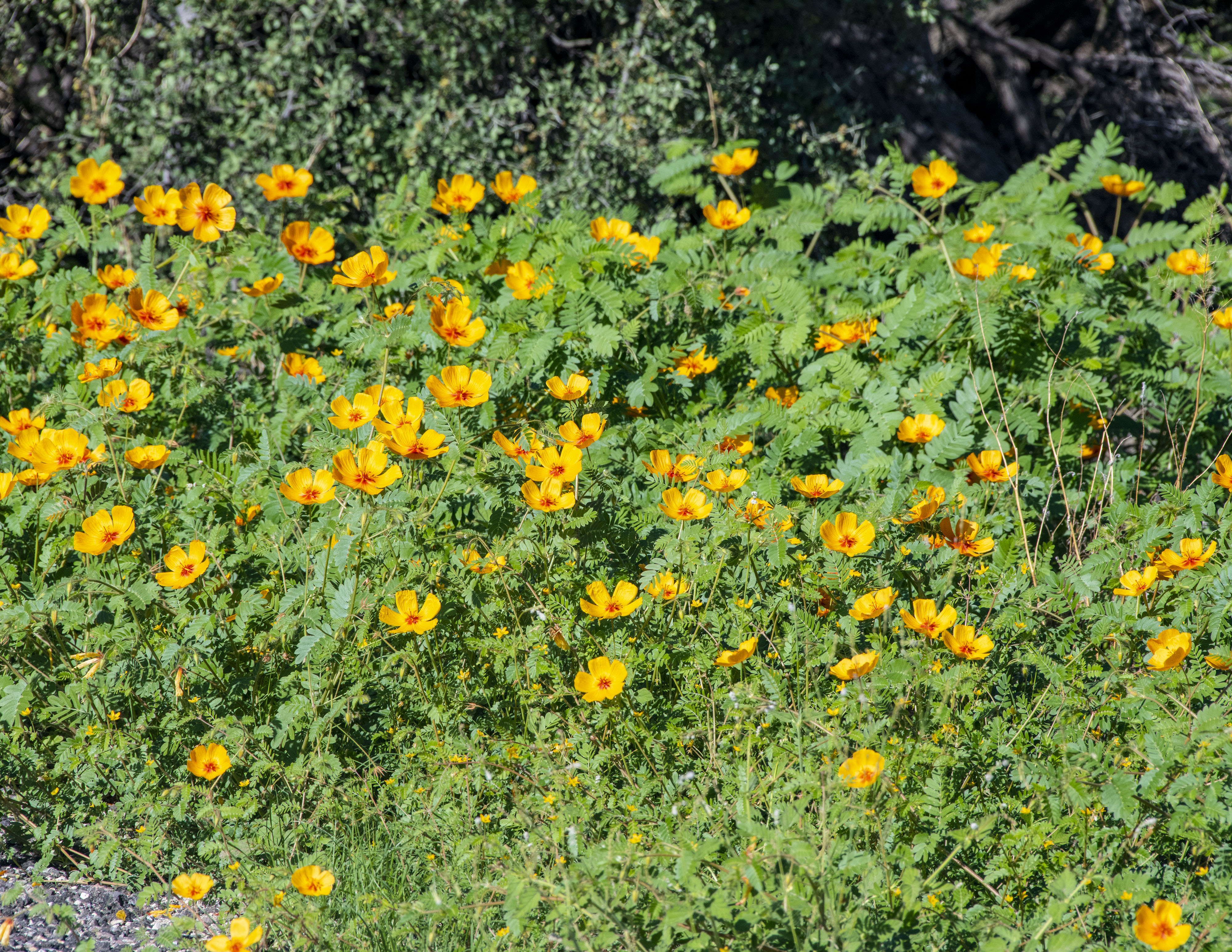 Orange Caltrop - Arizona Poppy1        