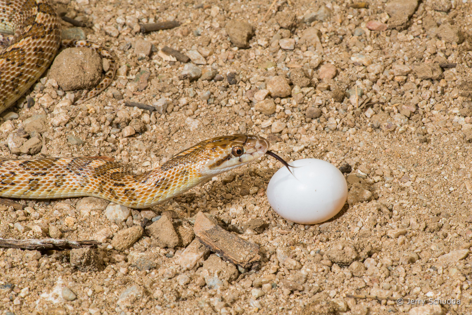 Glossy Snake with Mourning Dove egg       