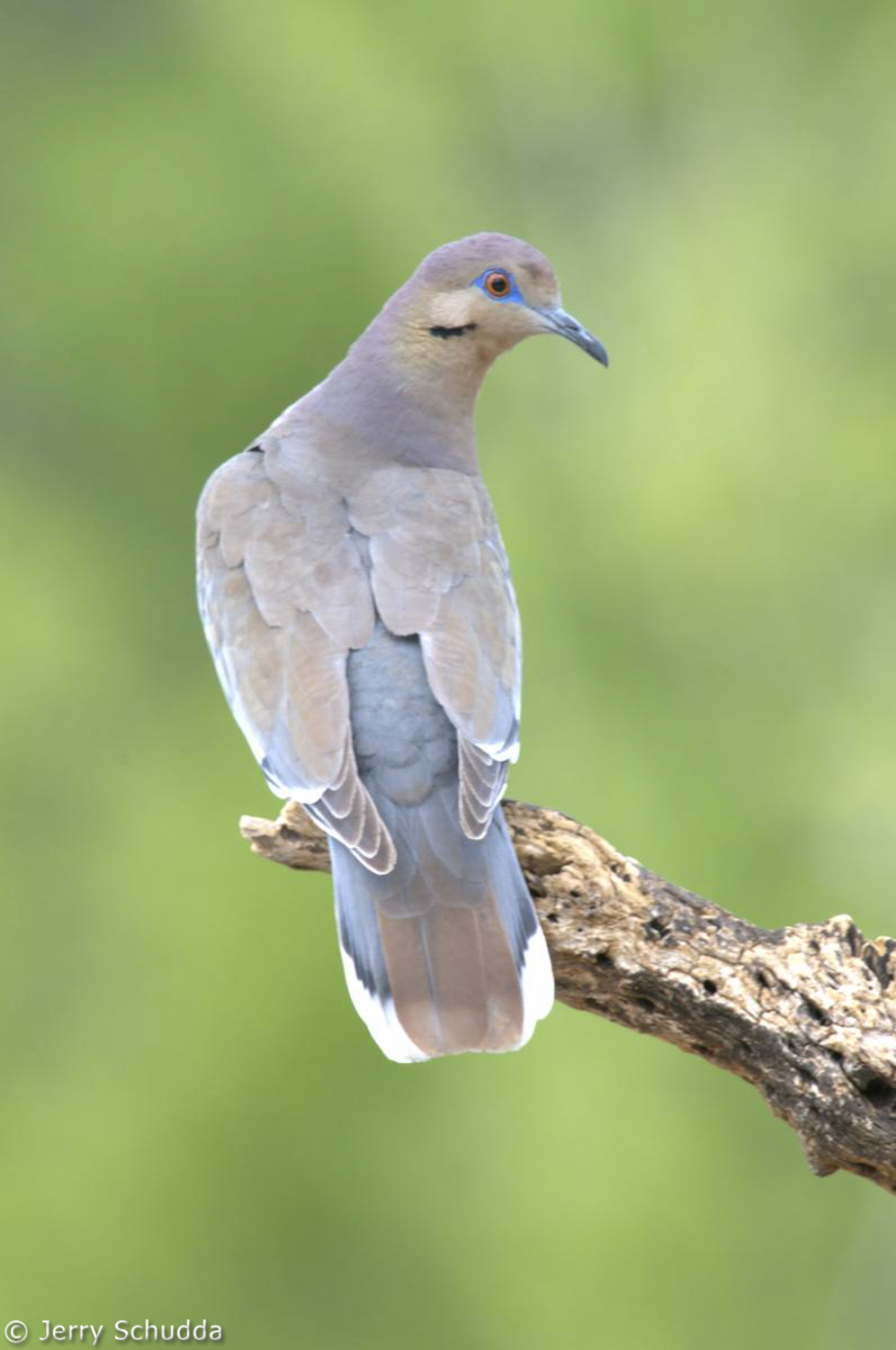 White-winged Dove           