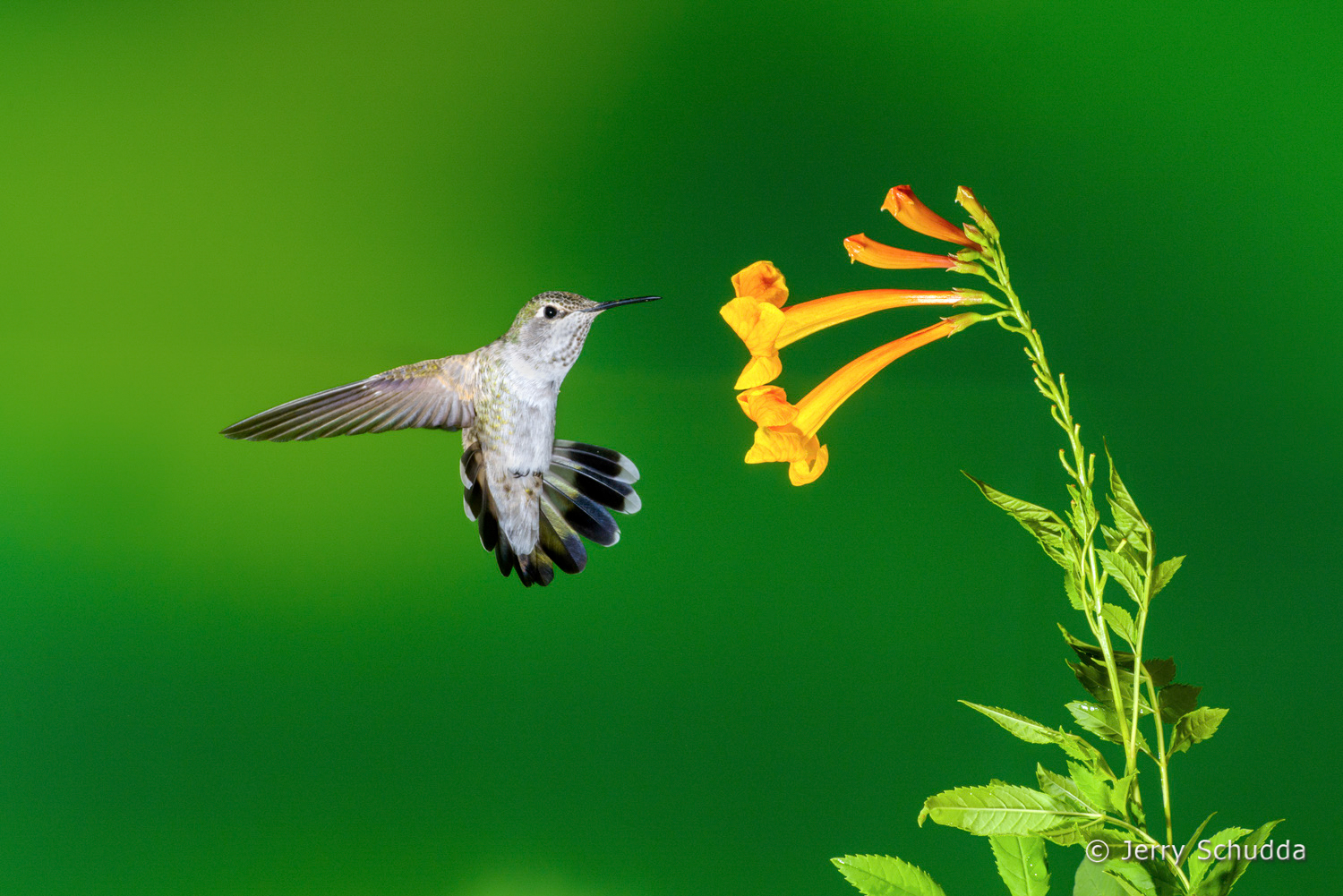 Black-chinned Hummingbird  7