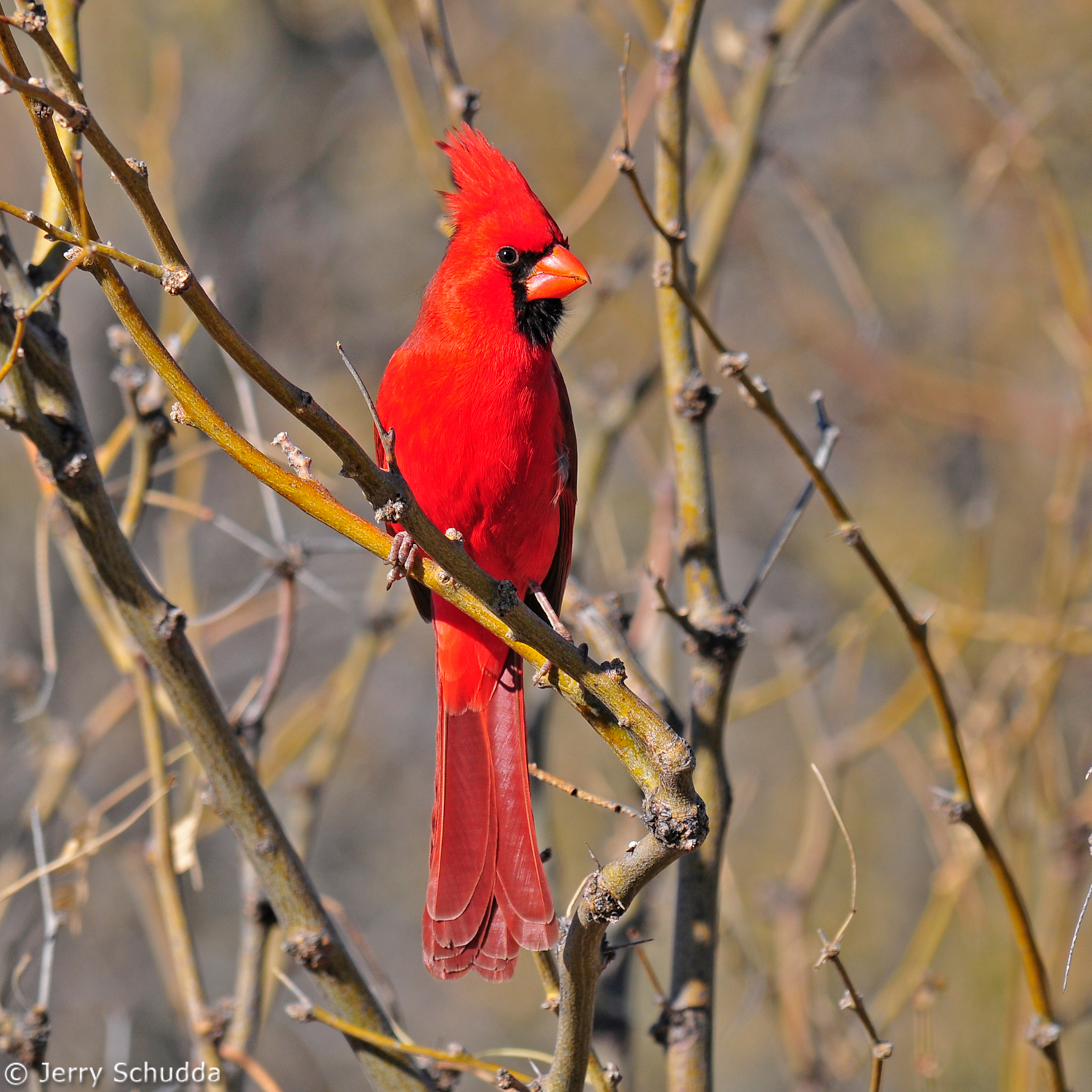 Northern Cardinal 1          