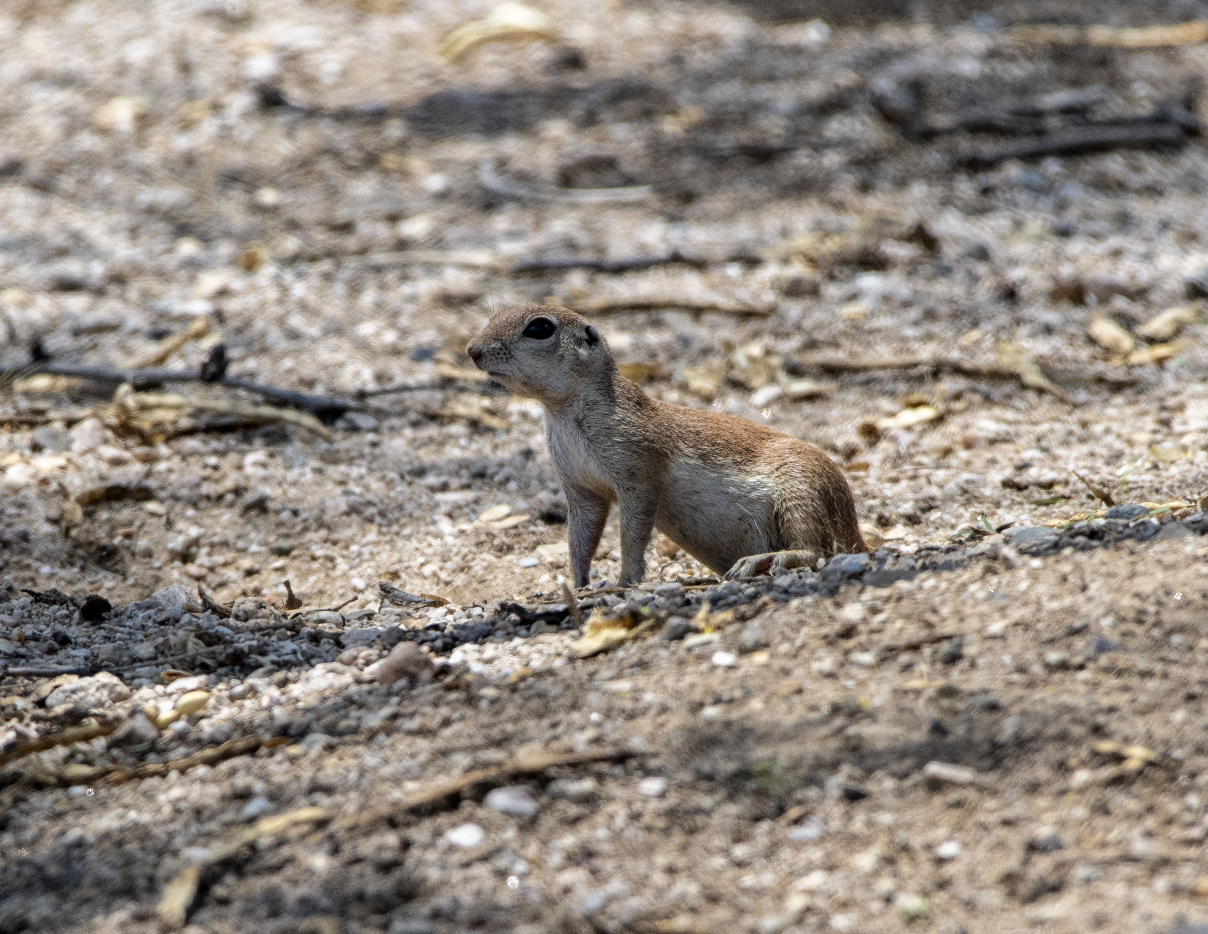 Round-tailed Ground Squirrel 5         