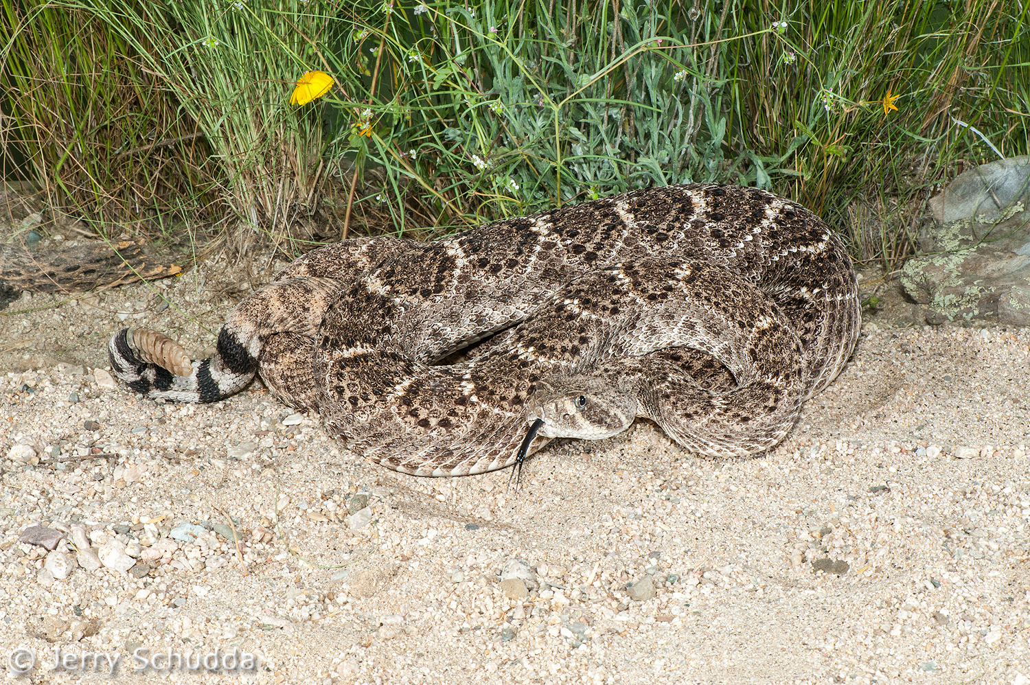 Western Diamondback Rattlesnake 9         
