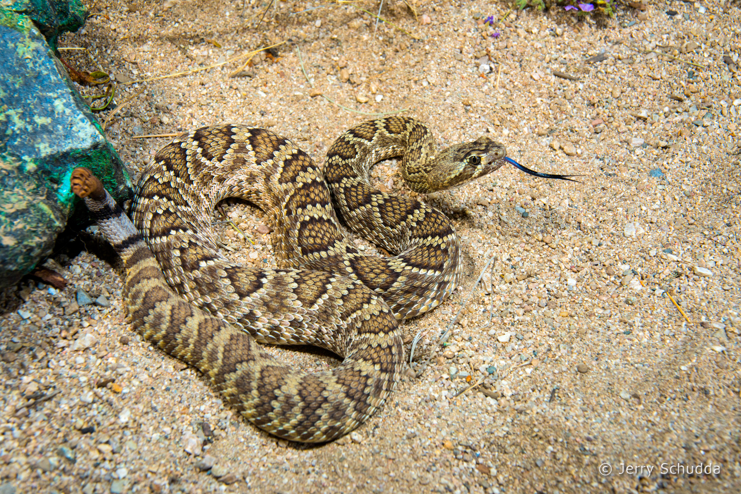 Mohave Rattlesnake 15          