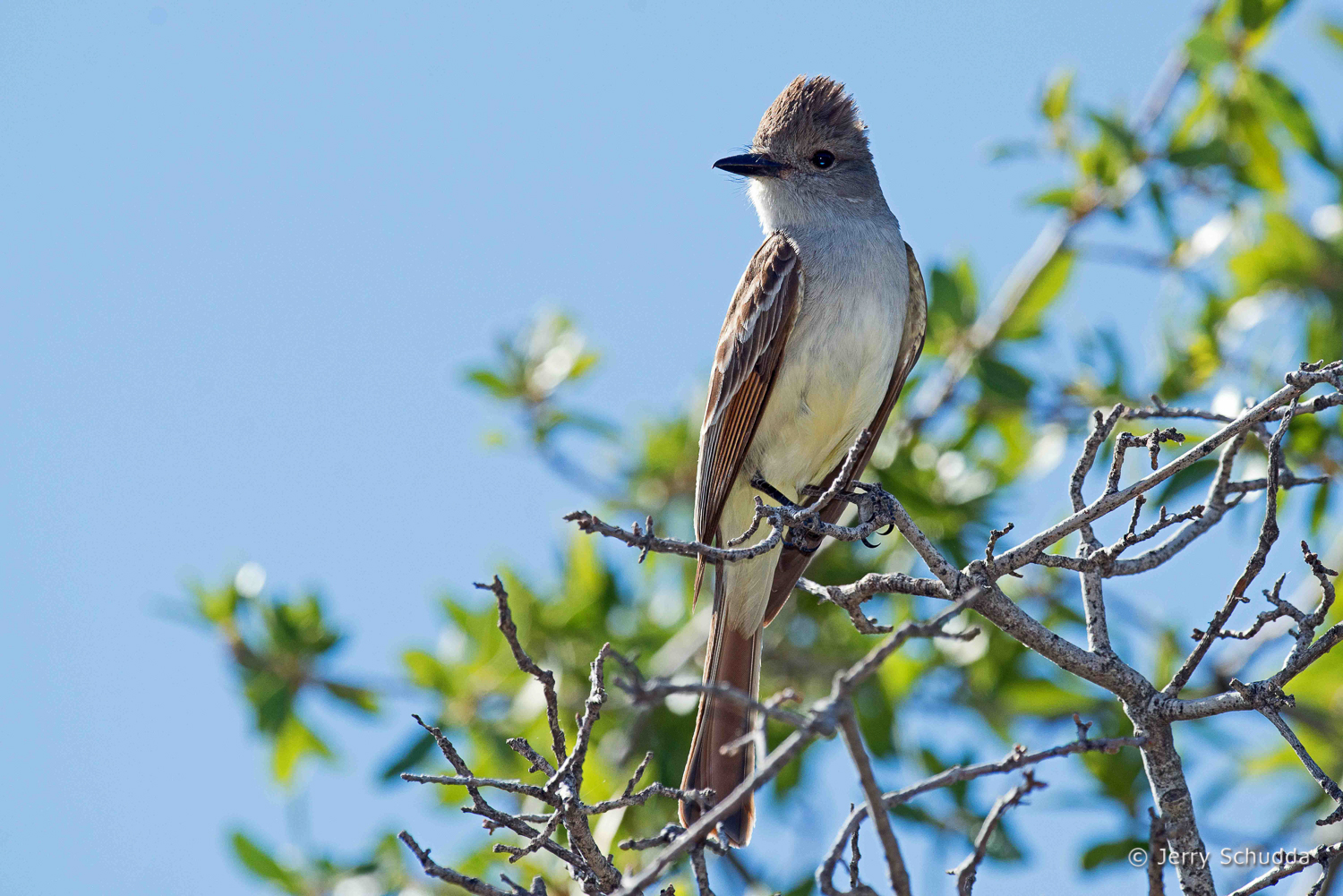Ash-throated Flycatcher 1          