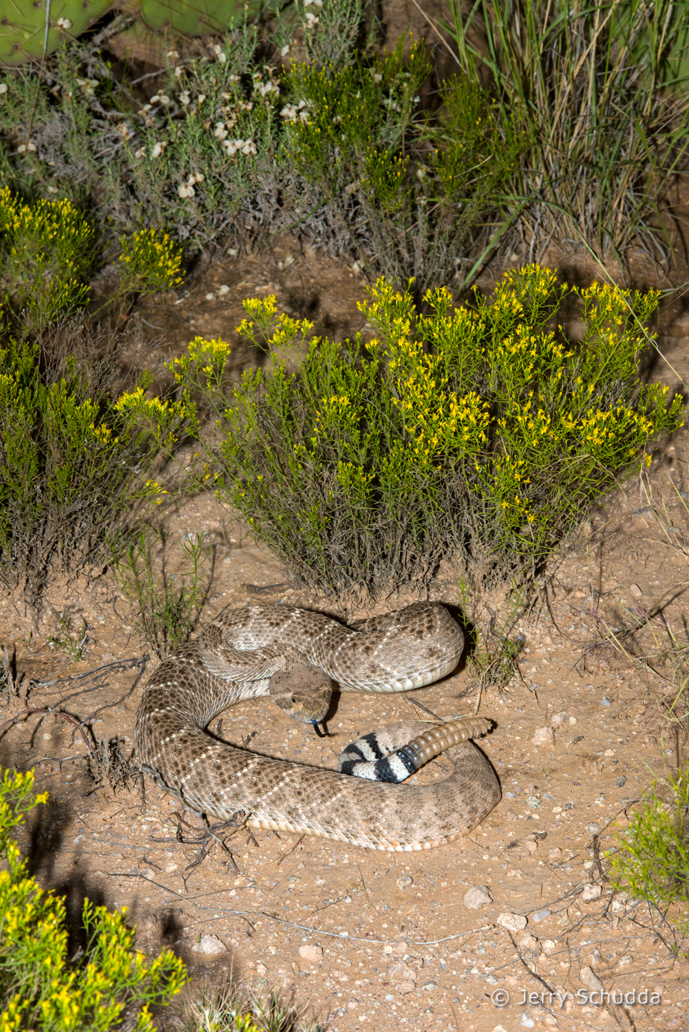 Western Diamondback Rattlesnake 18         