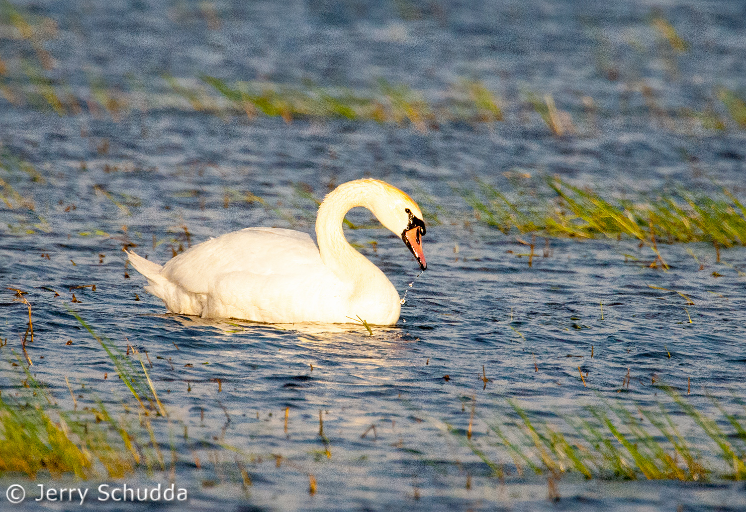 Mute Swan 1          