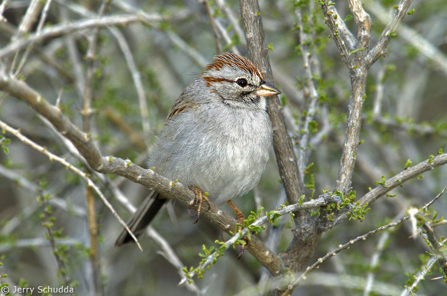 Rufous-winged Sparrow           