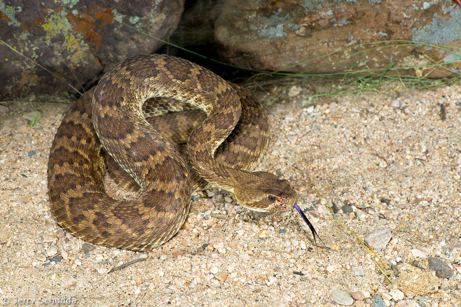 Mohave Rattlesnake           