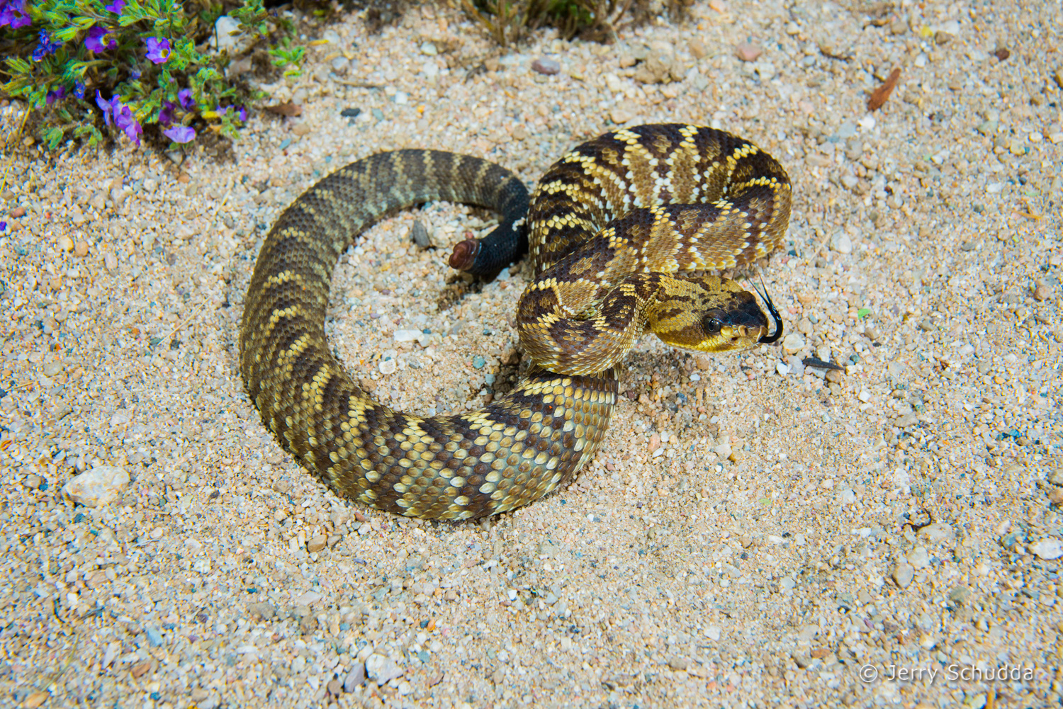 Black-tailed Rattlesnake 15          