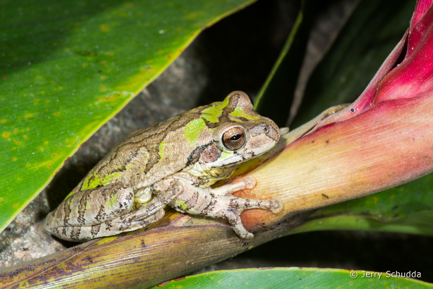 Common Mexican Treefrog 2         