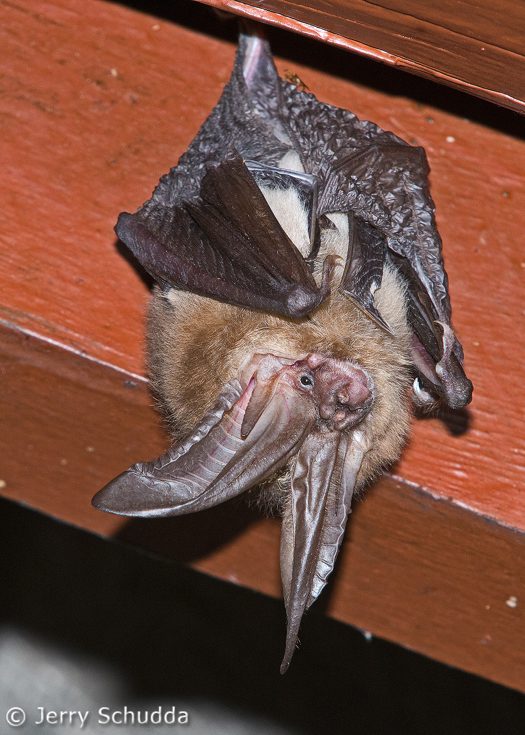 Townsend's Big-eared Bat 1         