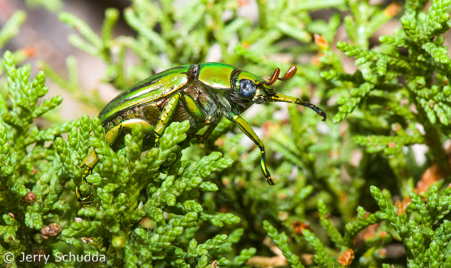 Glorious Jeweled Scarab Beetle on host plant Juniper 2    
