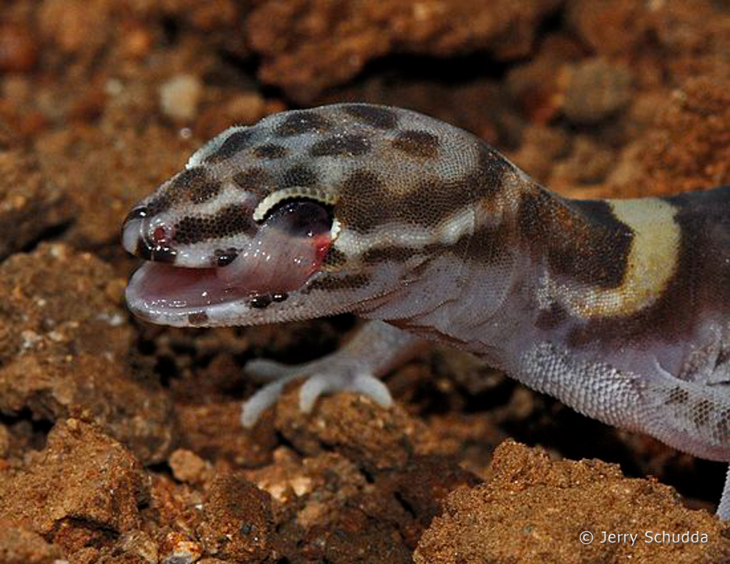 Western Banded Gecko 5         