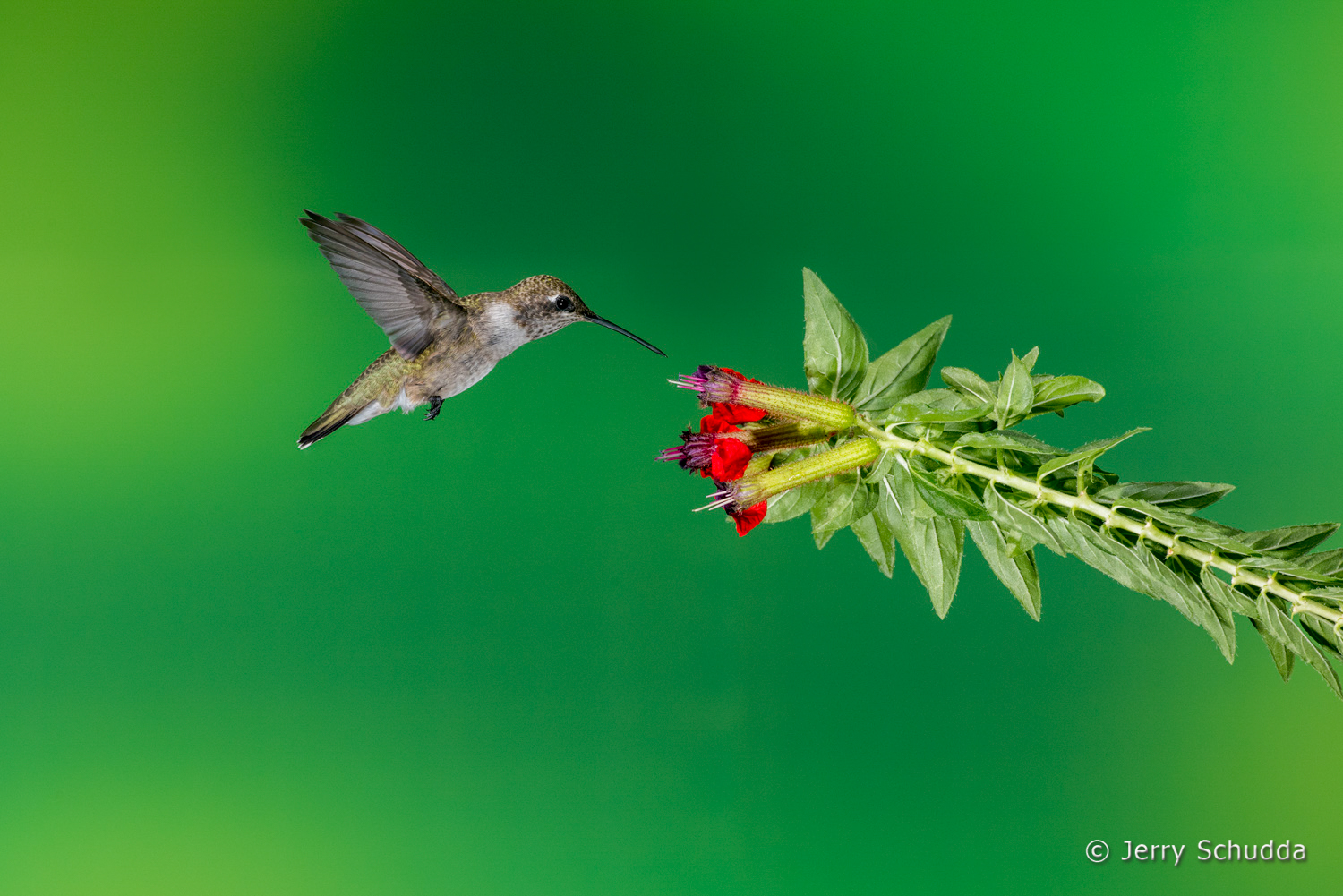 Black-chinned Hummingbird  2         