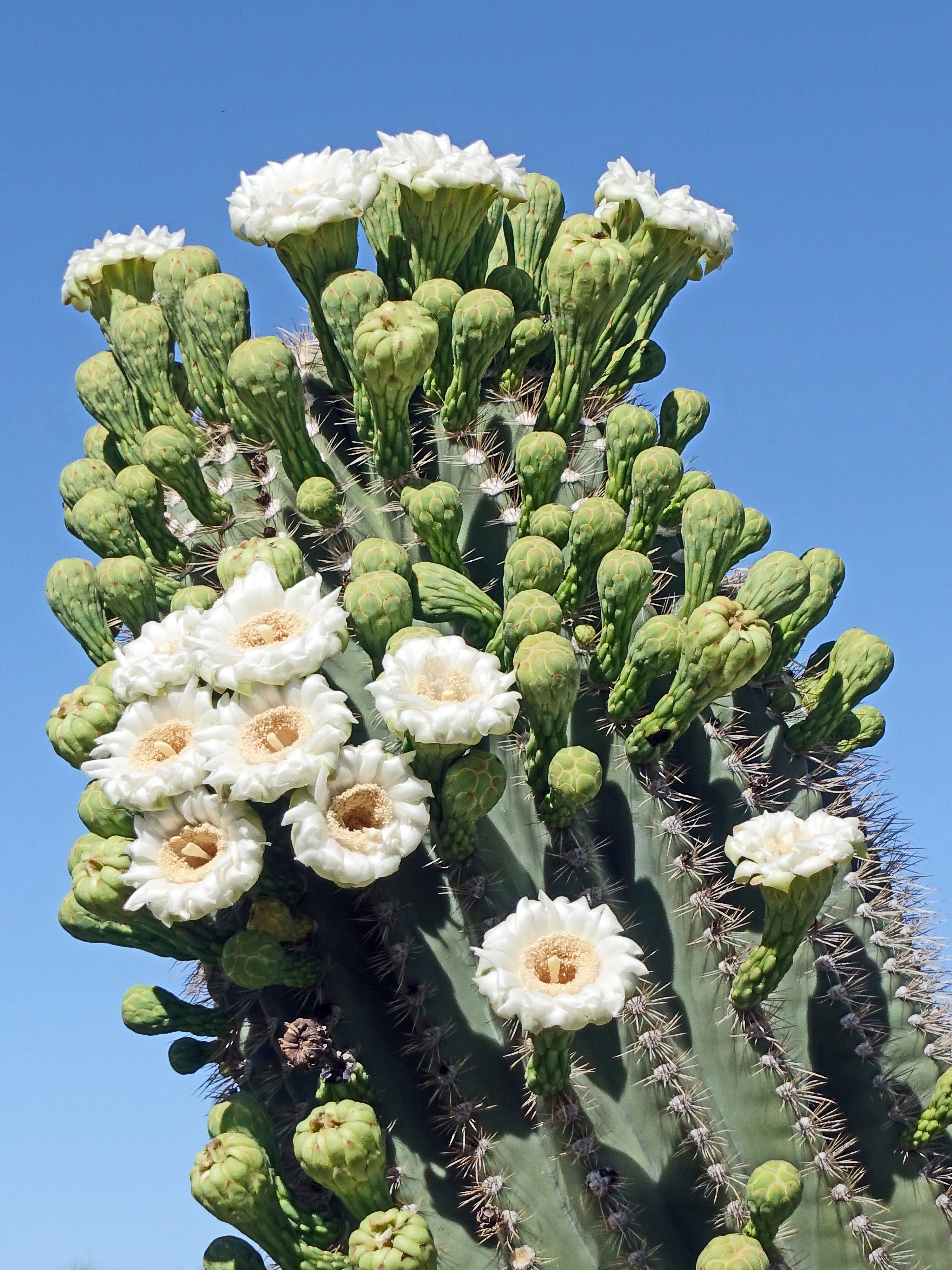 Saguaro Cactus in bloom1