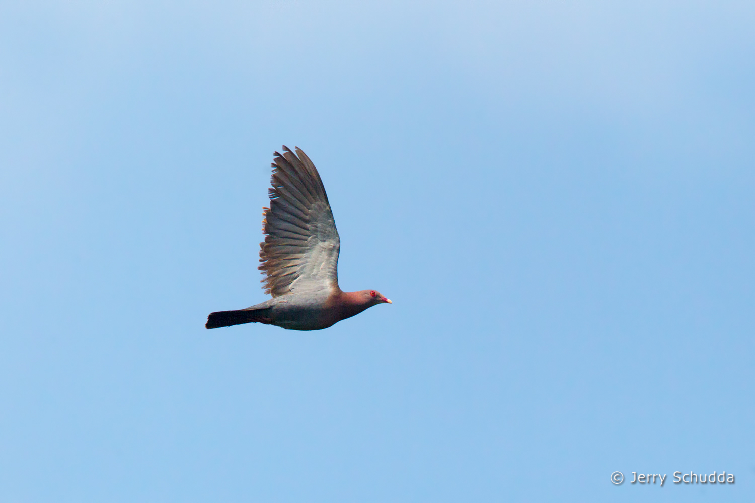 Red-billed Pigeon 1          
