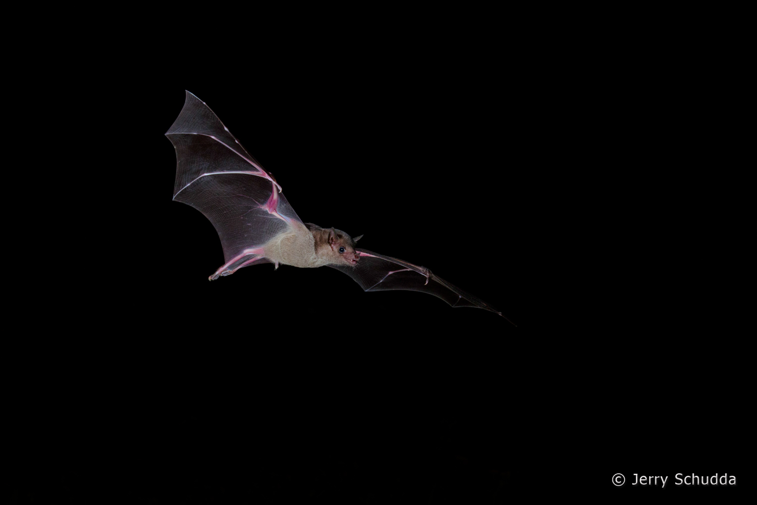 Lesser Long-nosed Bat          