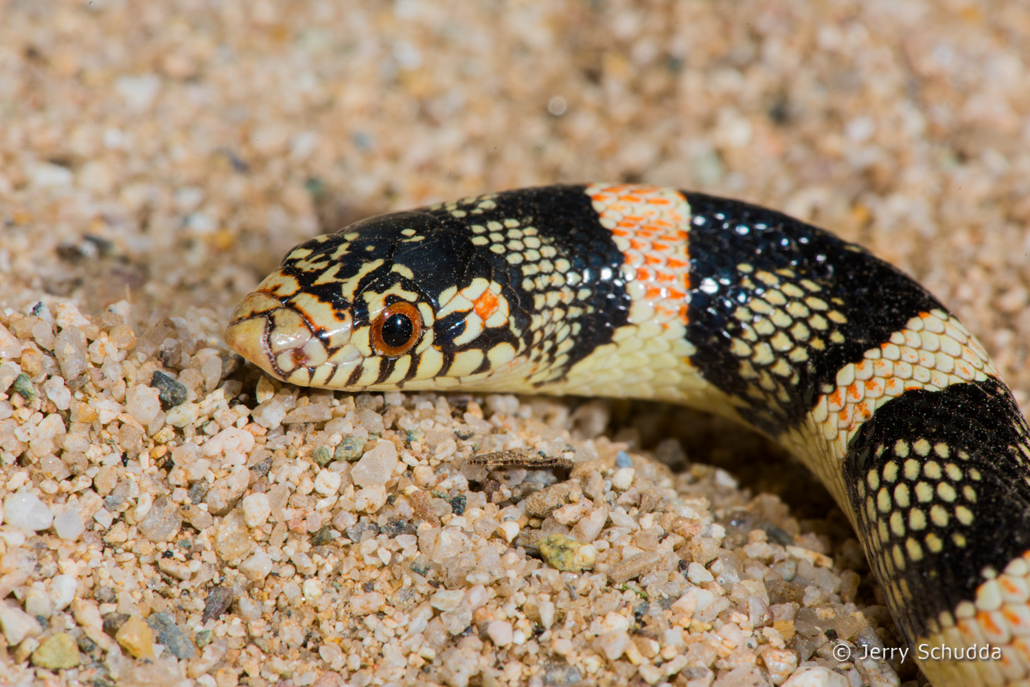 Long-nosed Snake 7          