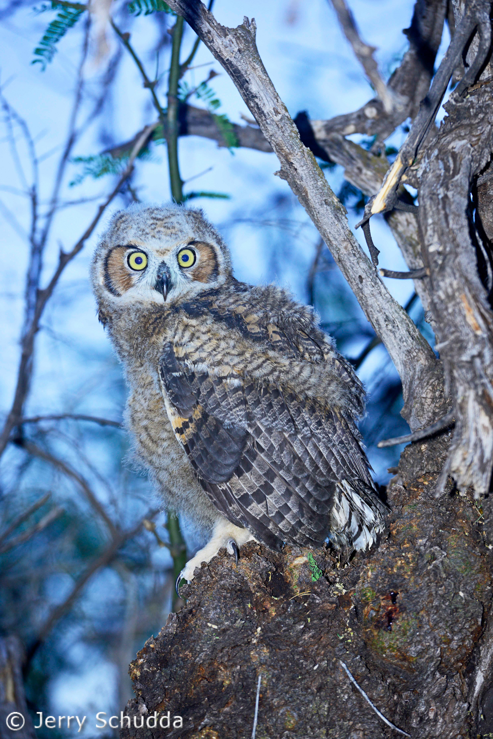 Great Horned Owl 4         