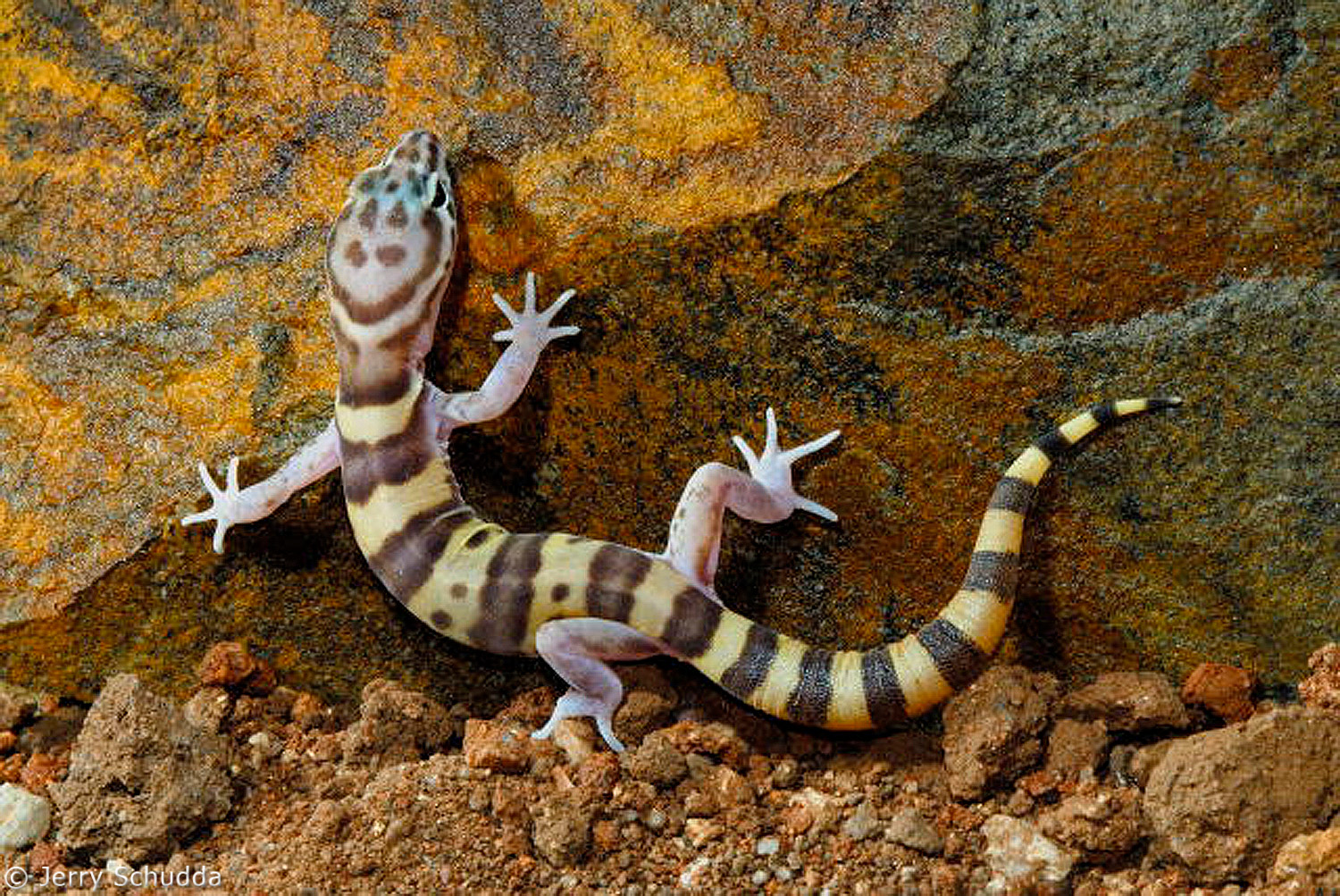 Western Banded Gecko          