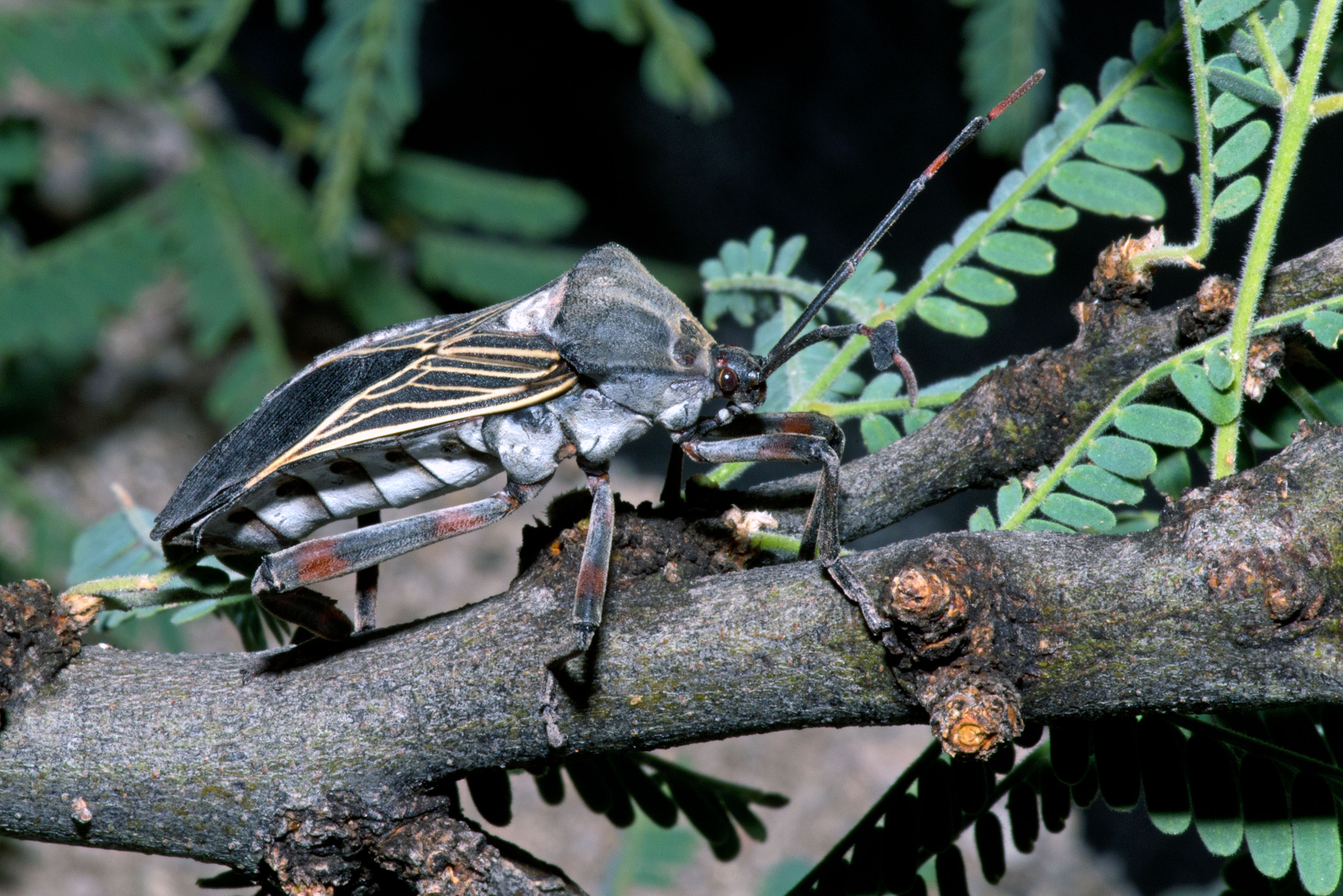 Mesquite Bug           