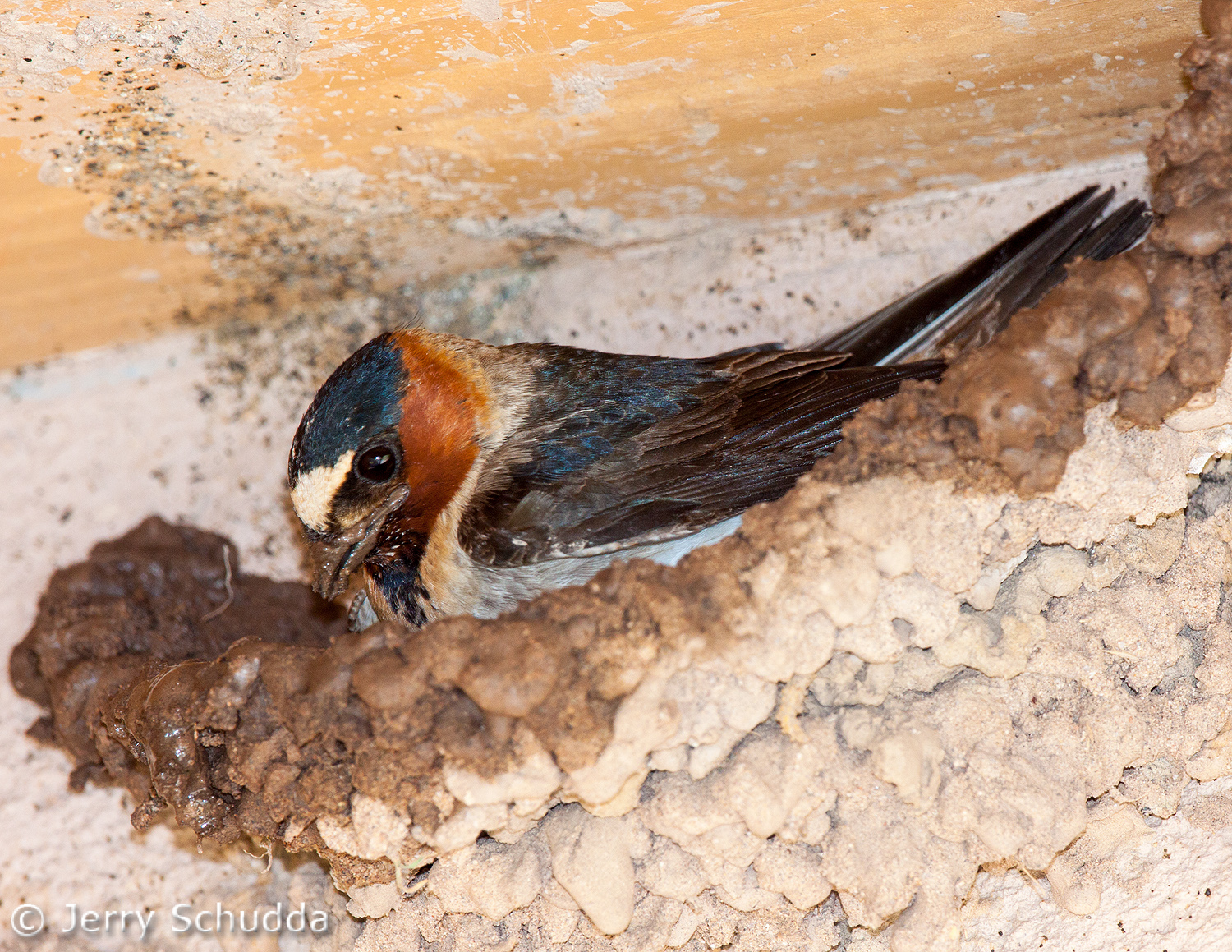 Cliff Swallow 1