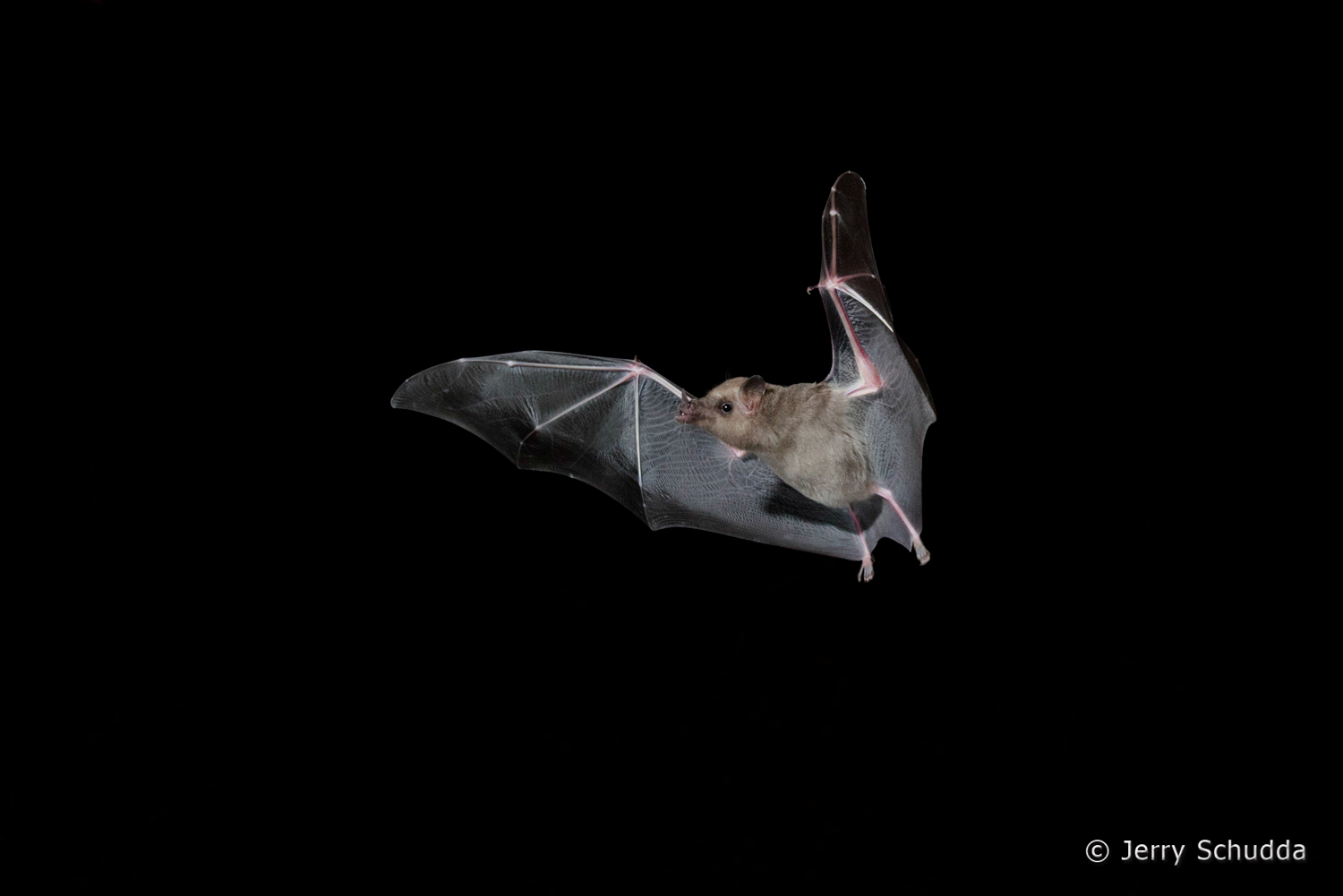 Mexican Long-tongued Bat  7        