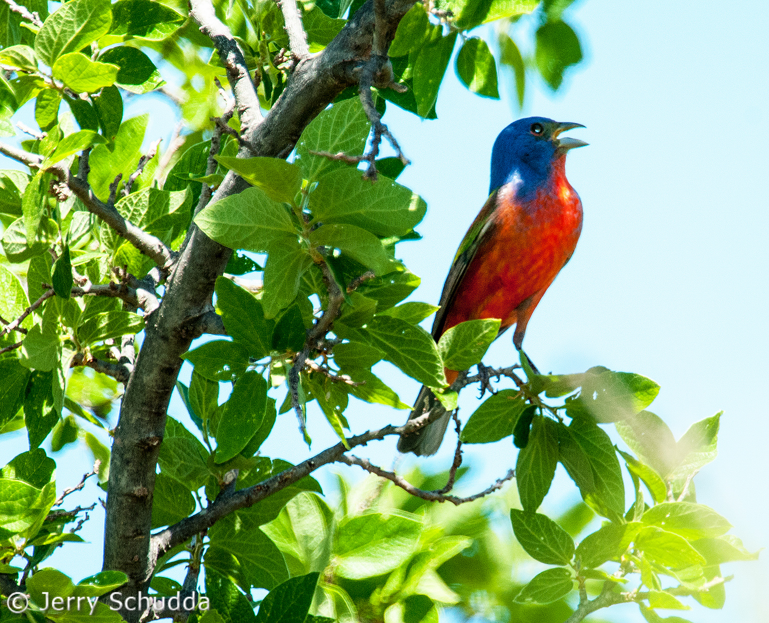 Painted Bunting           