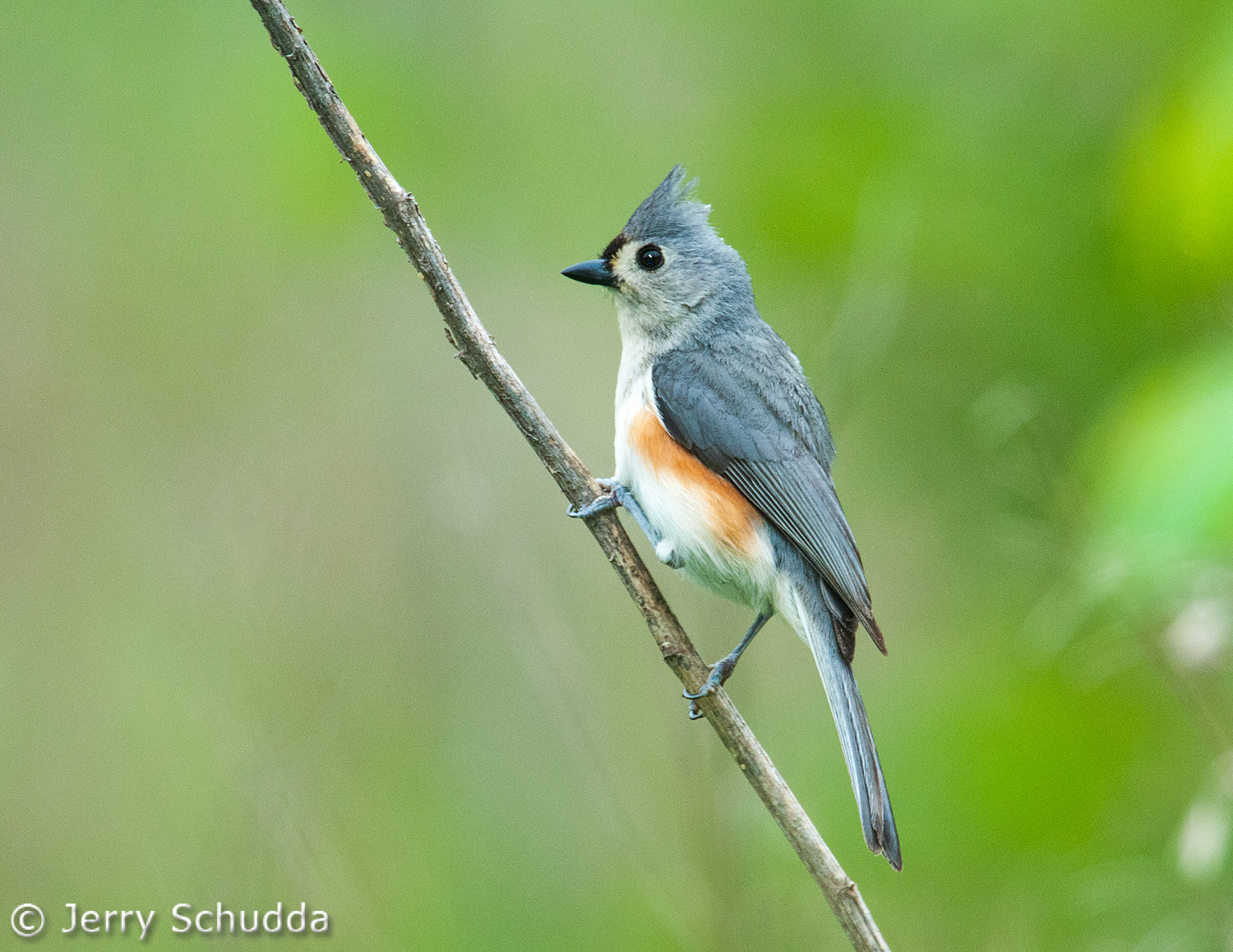 Tufted Titmouse 1          