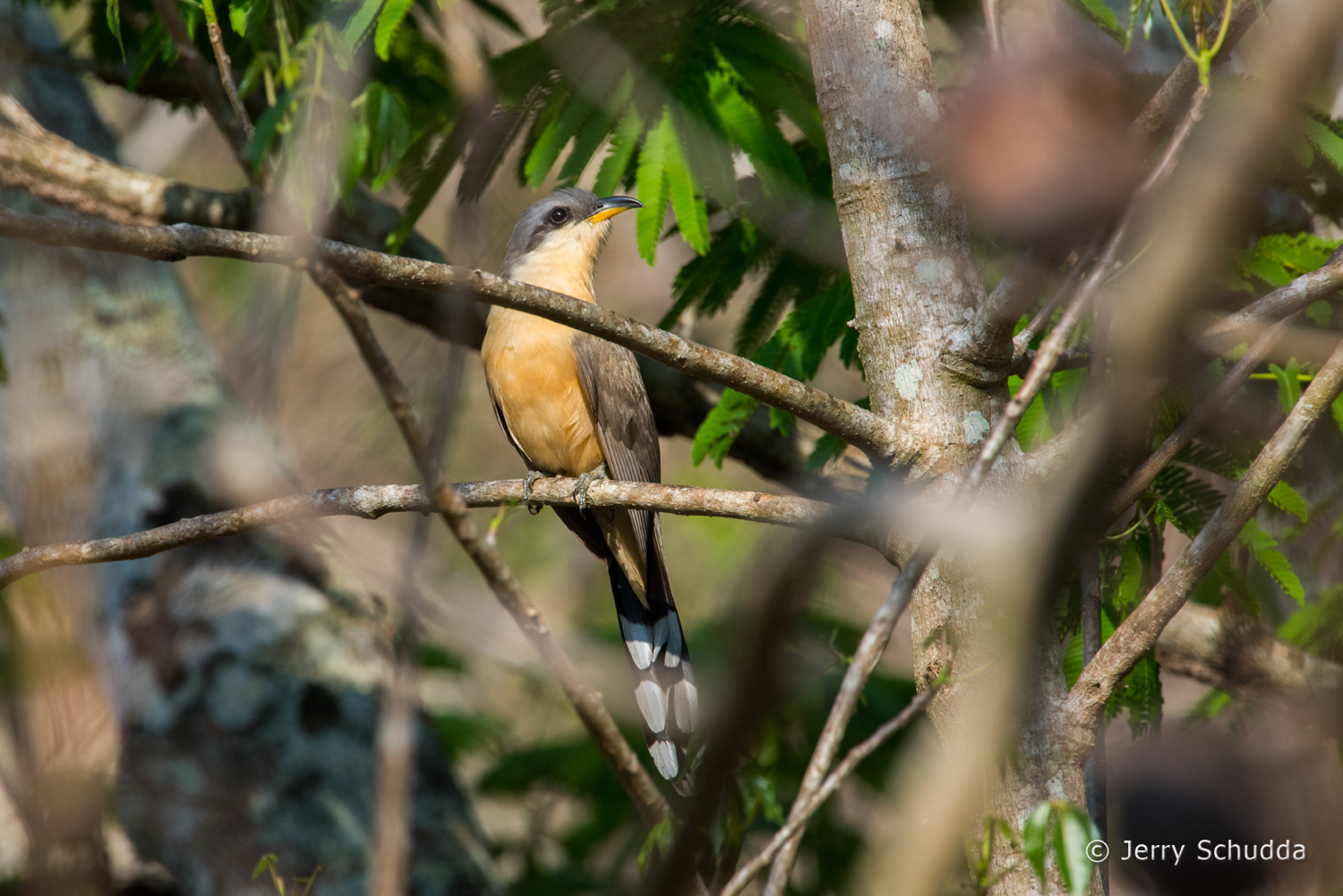 Mangrove Cuckoo 1          