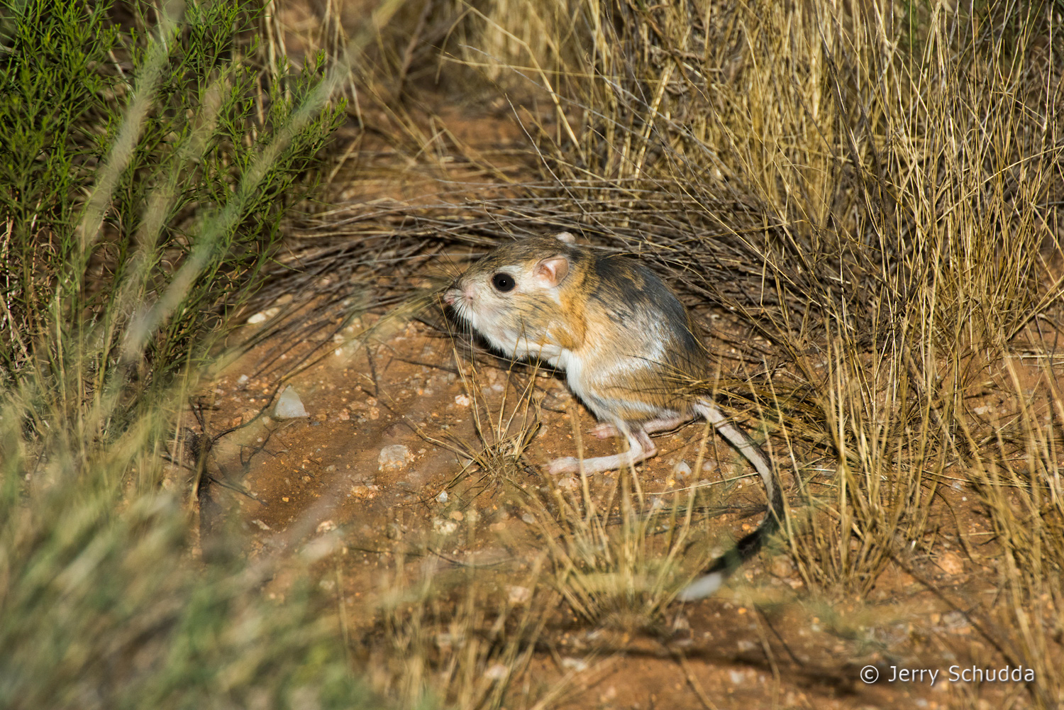 Banner-tailed Kangaroo Rat 2         