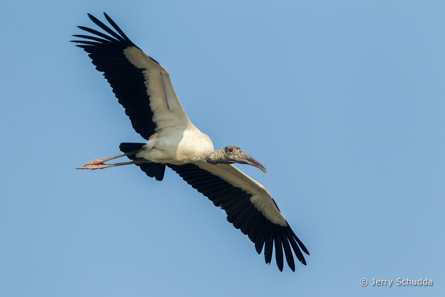 Wood Stork 4          